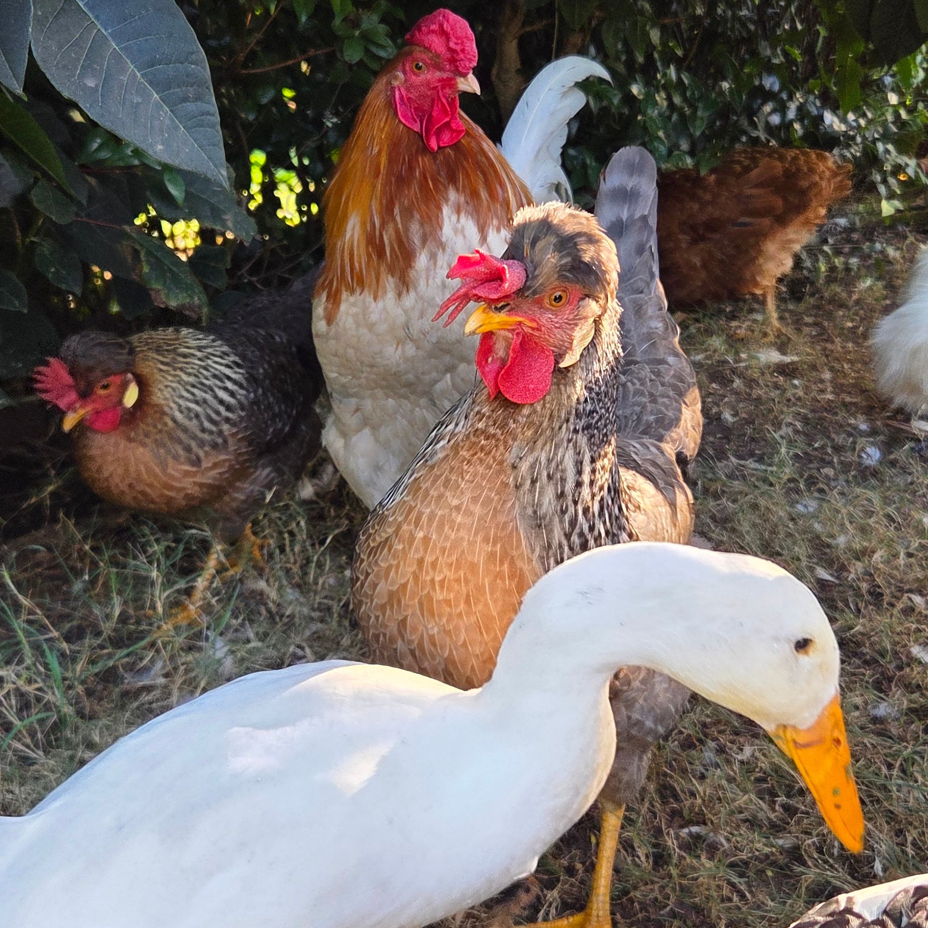 10 chicks, 5 ducks