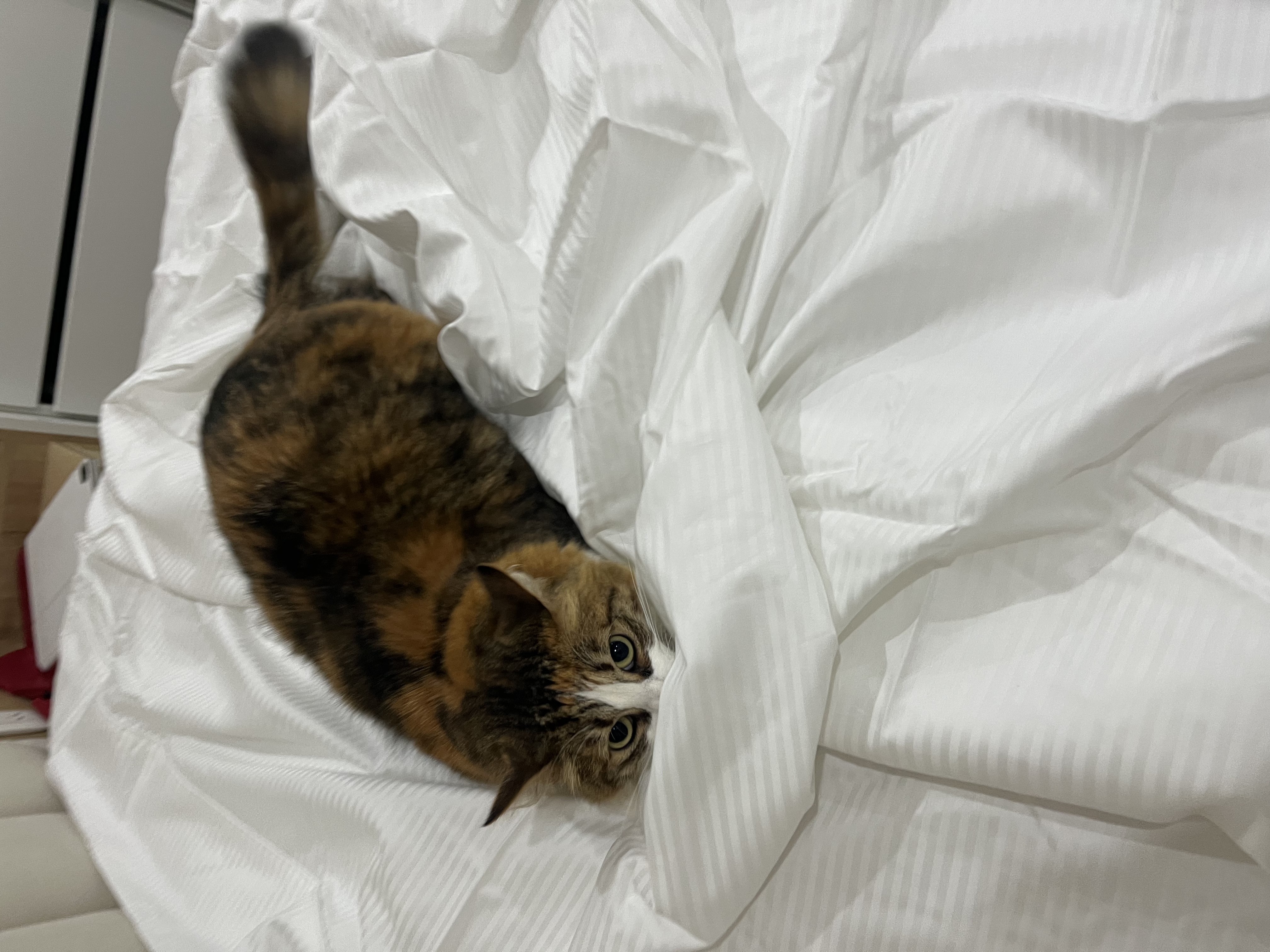 image-8