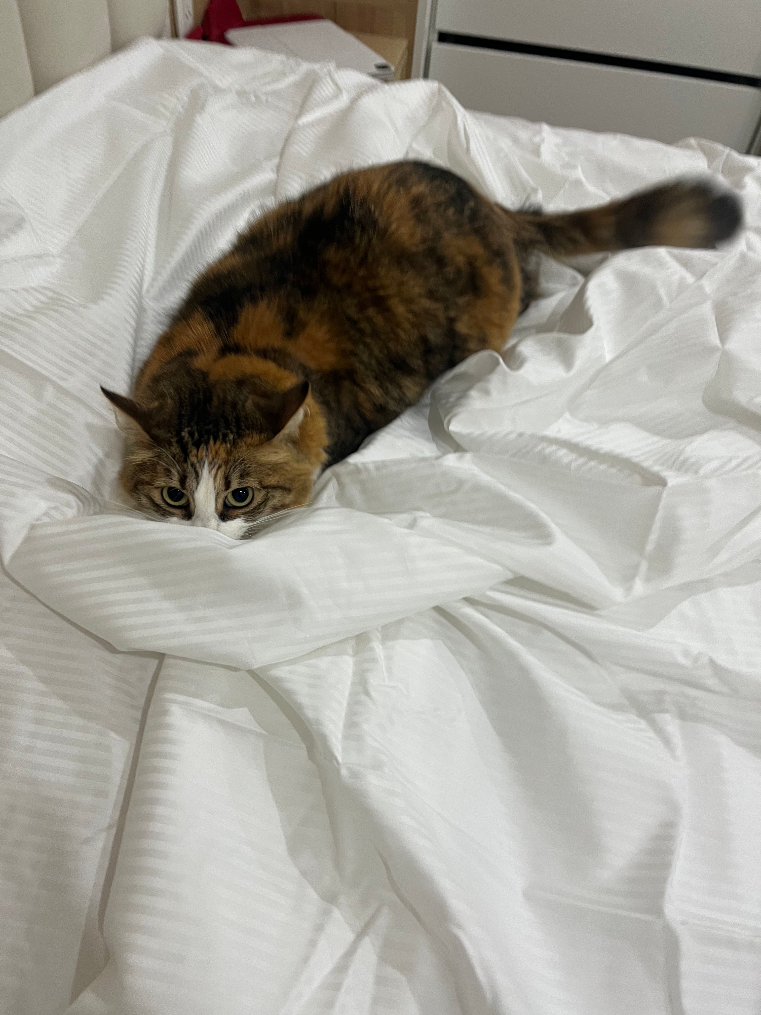 image-8