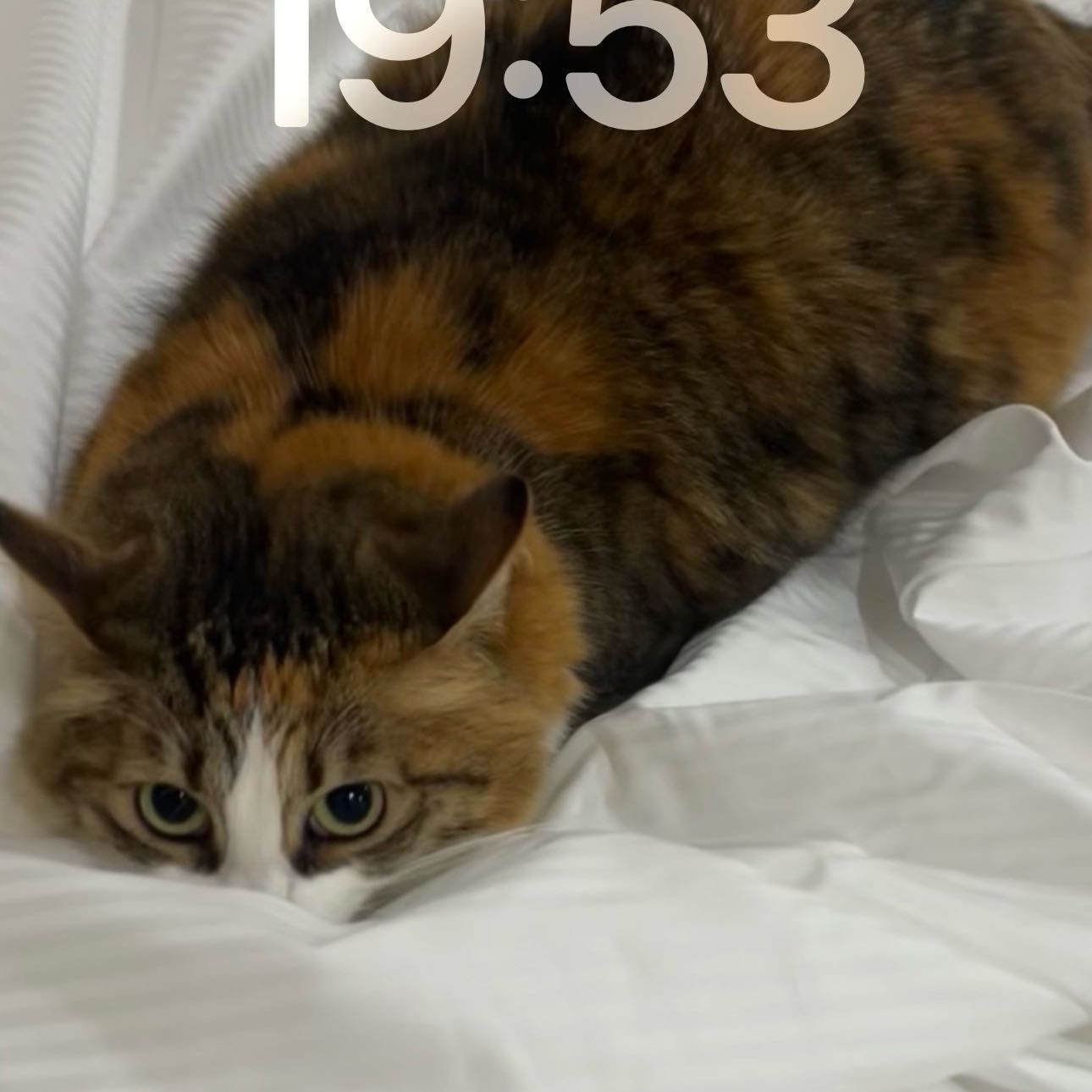 Michi
