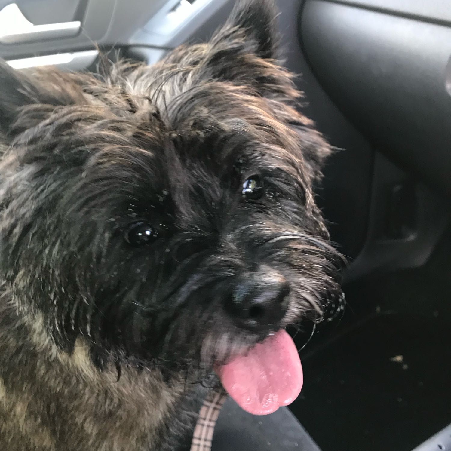 Piper