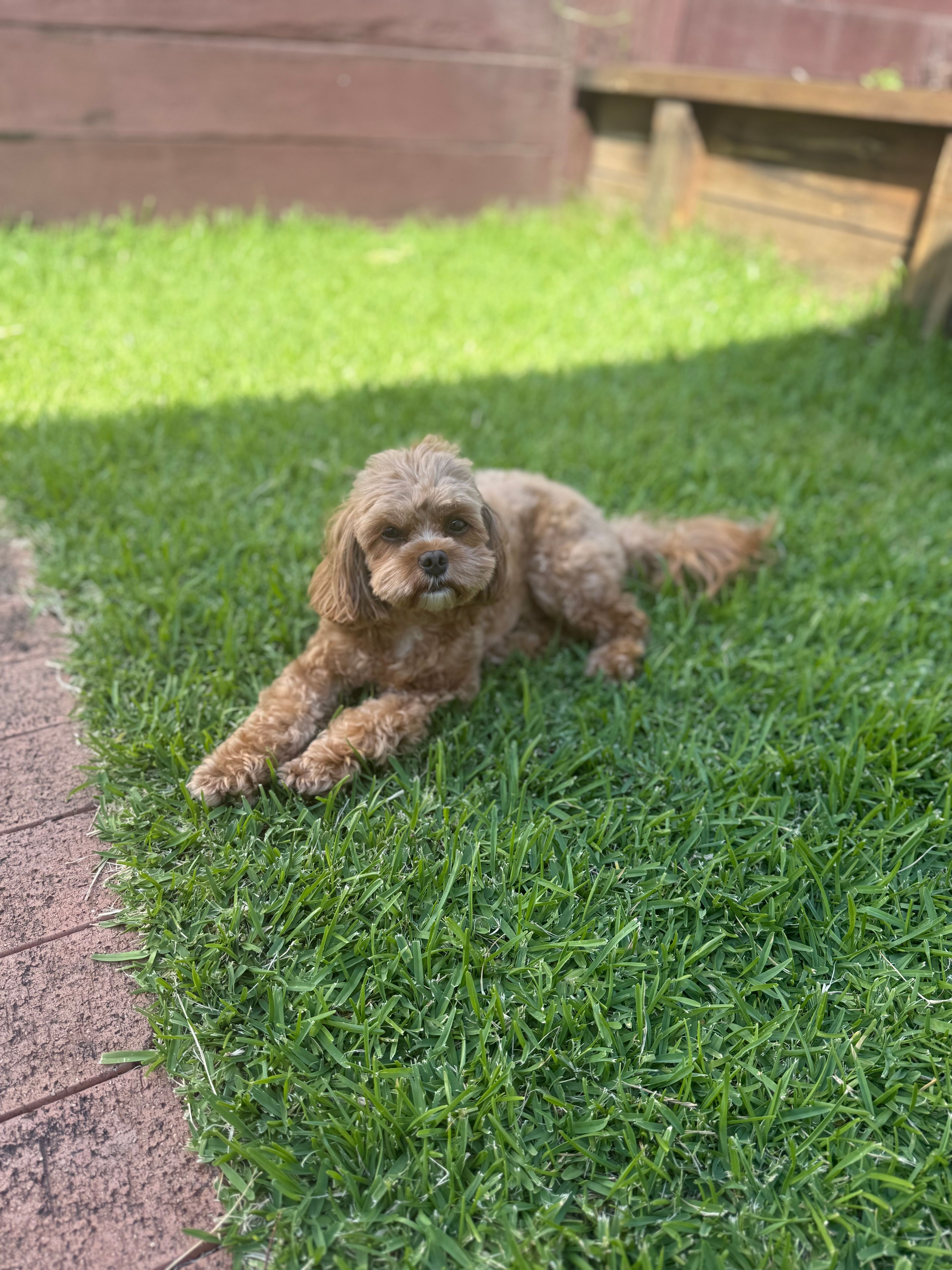 image-12