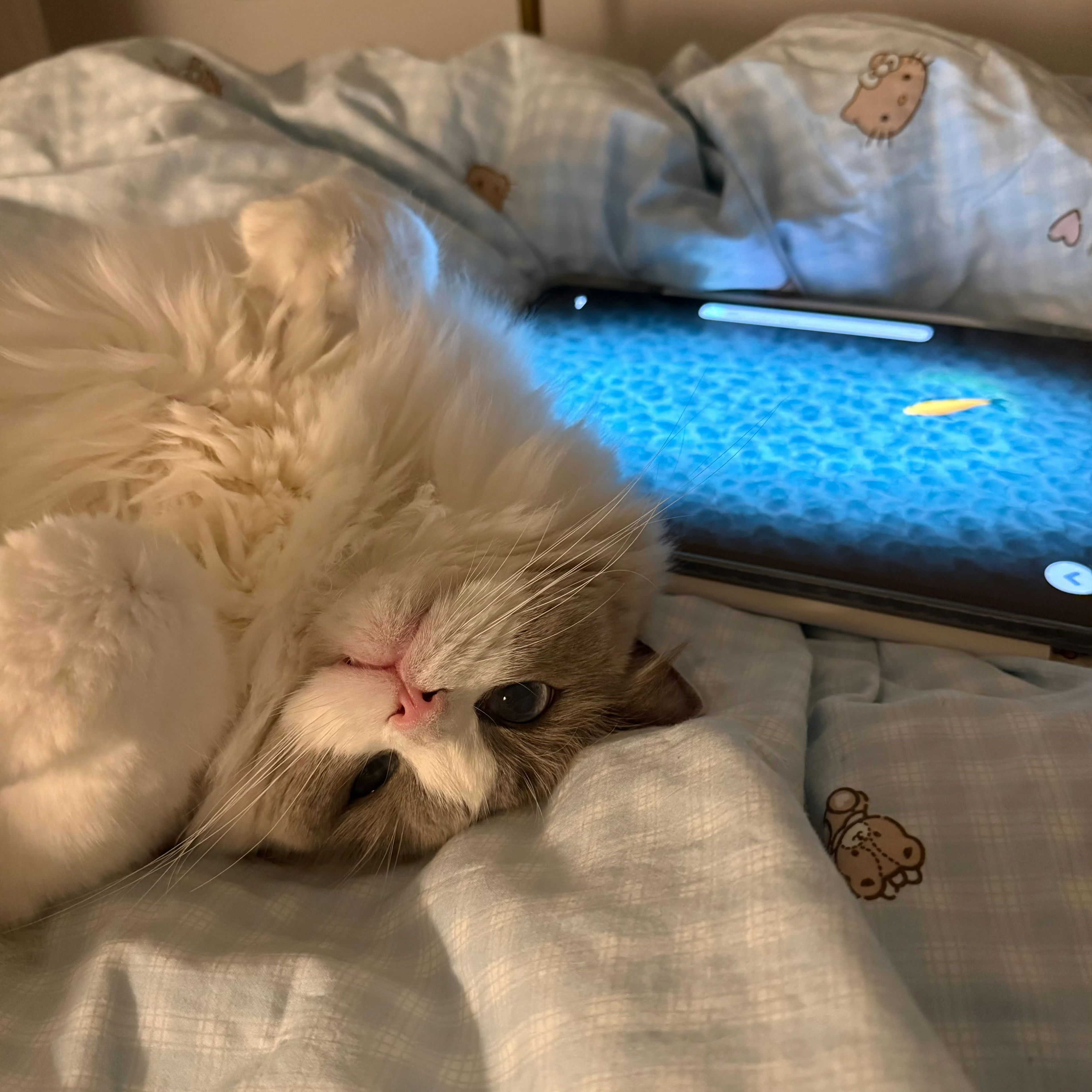 Lulu