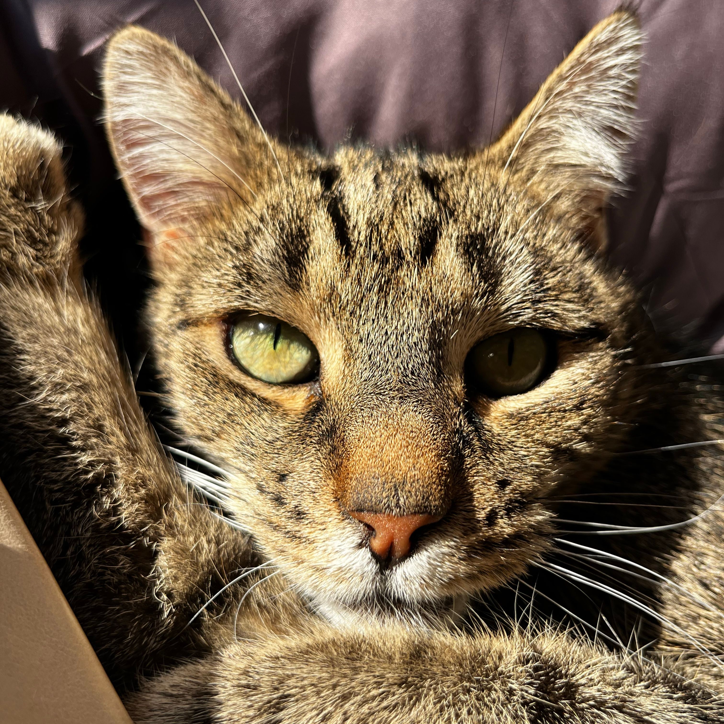 Oscar