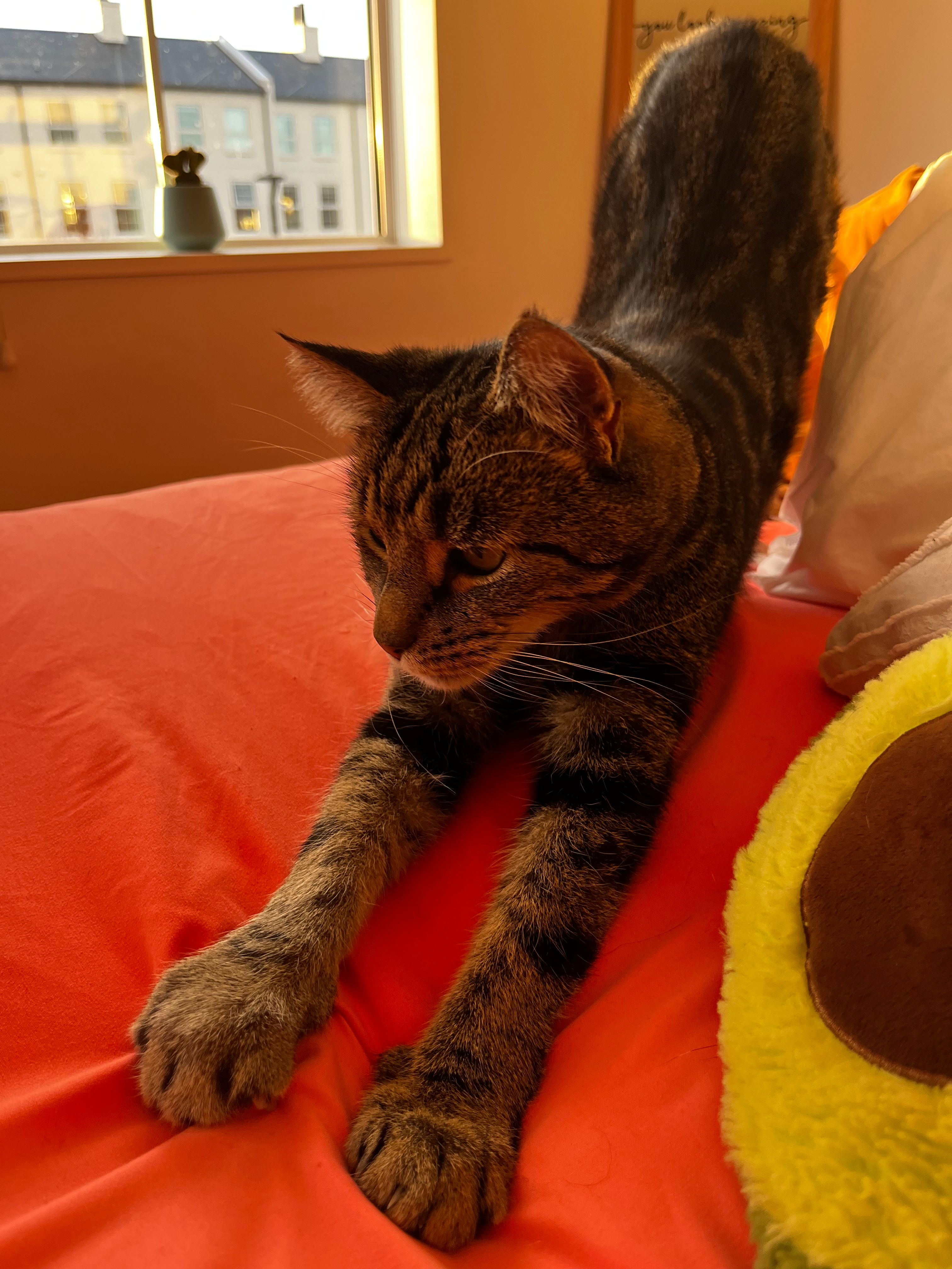 image-6