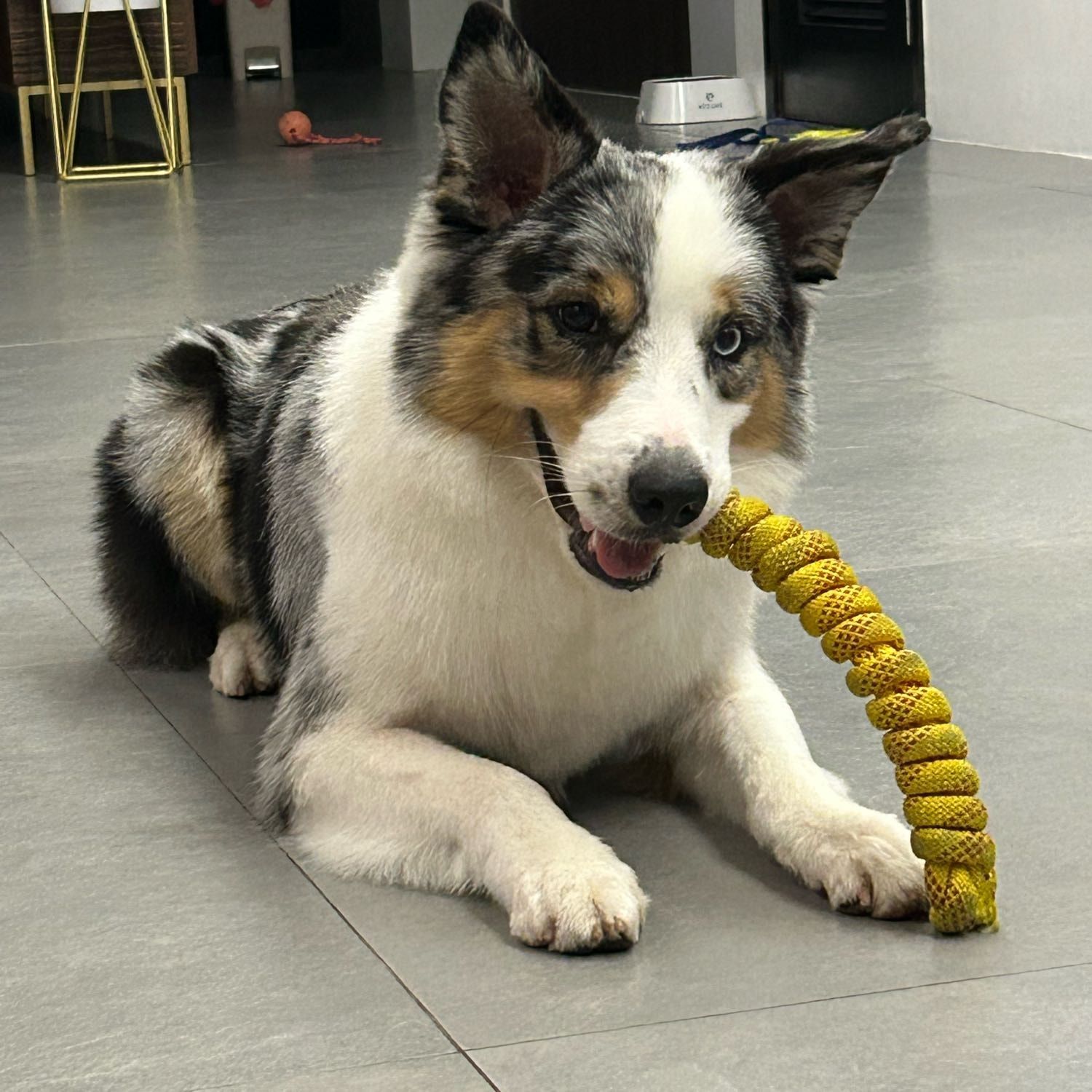 Enzo