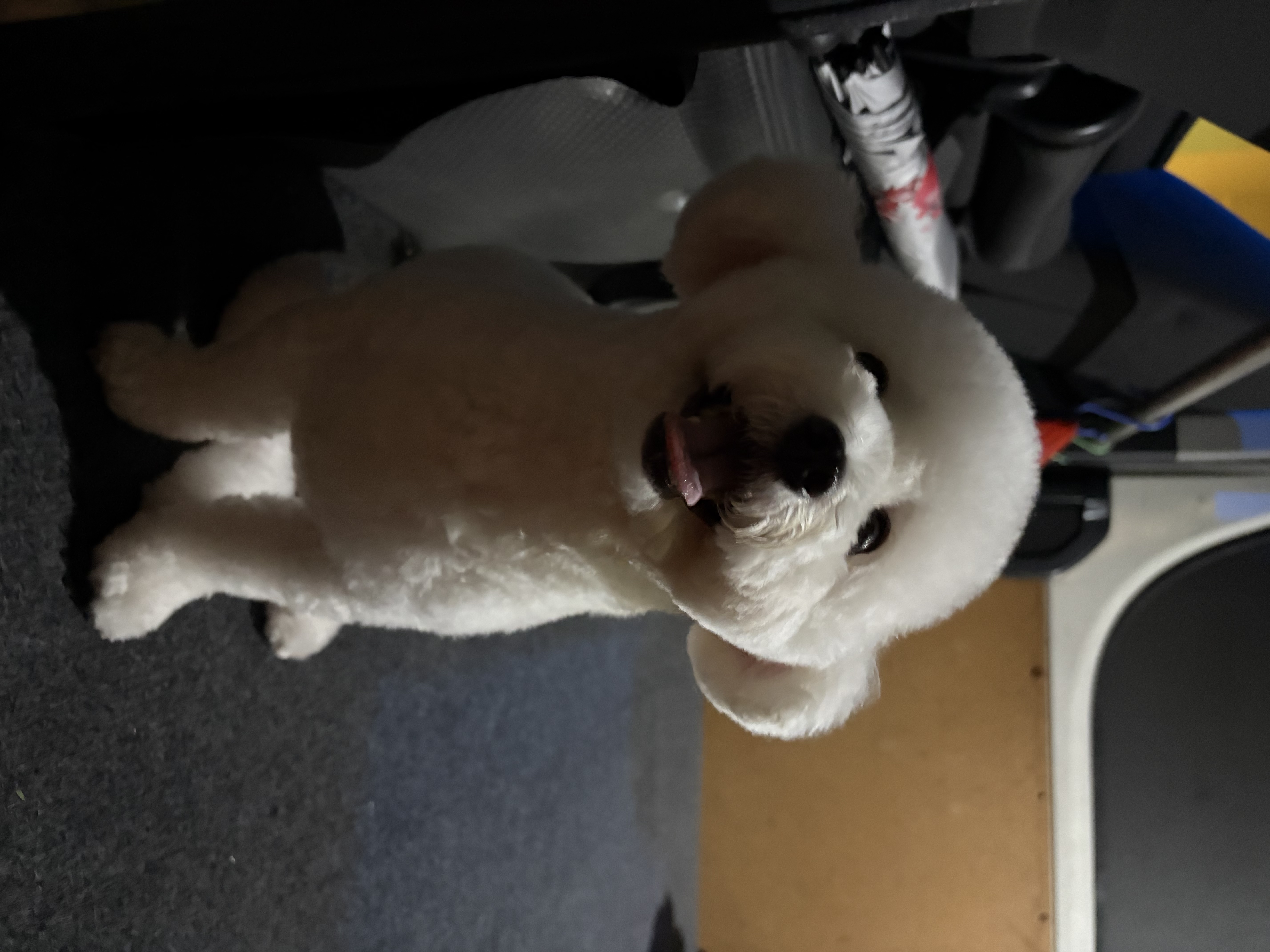 image-7