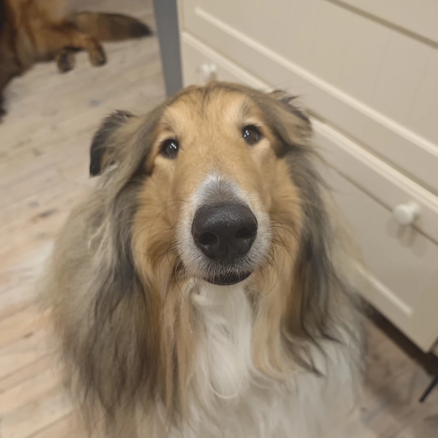 Artemis