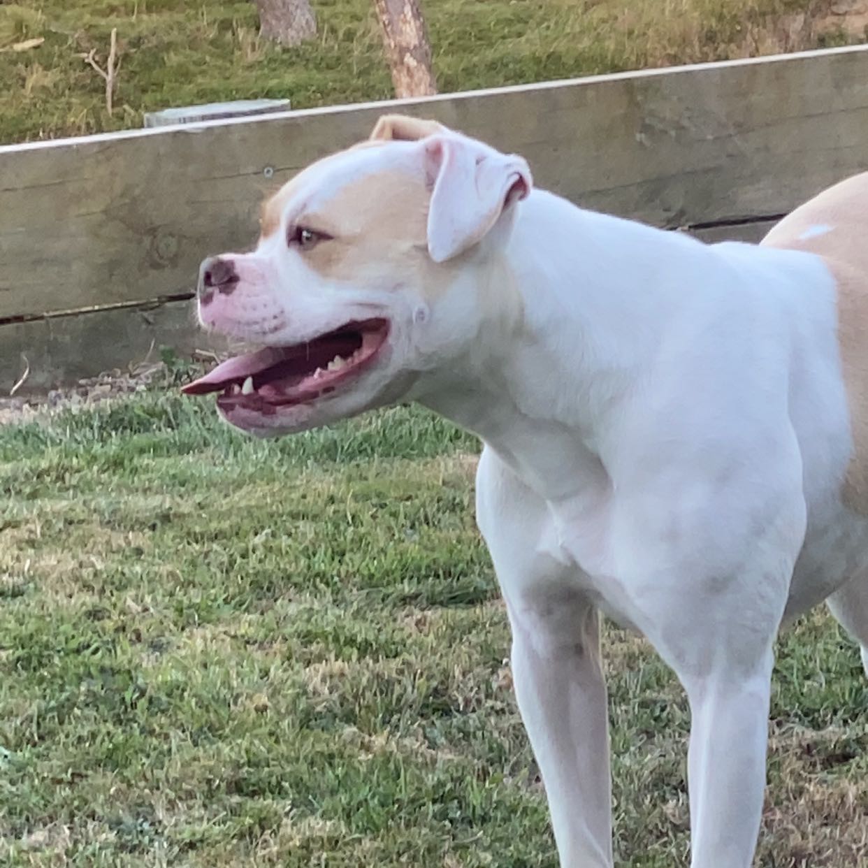 Frankie