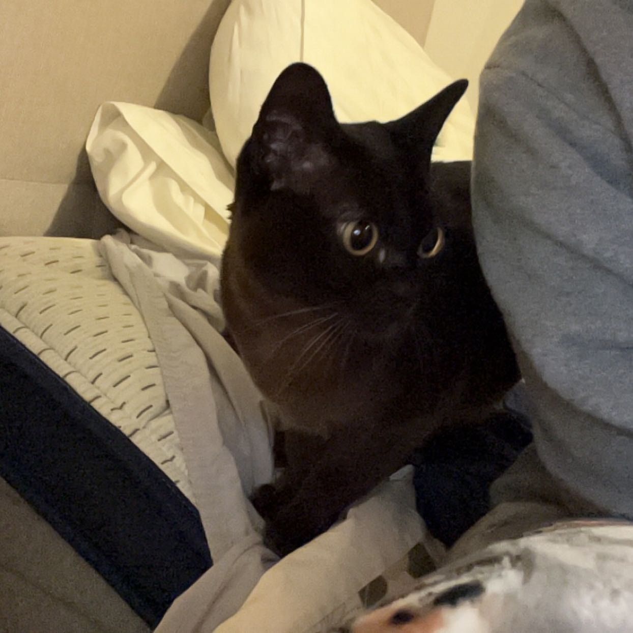 whinnie