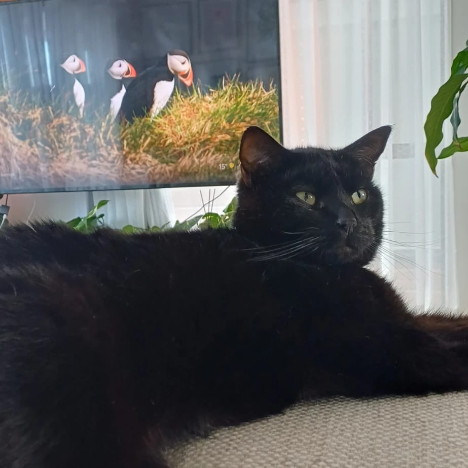 Toothless