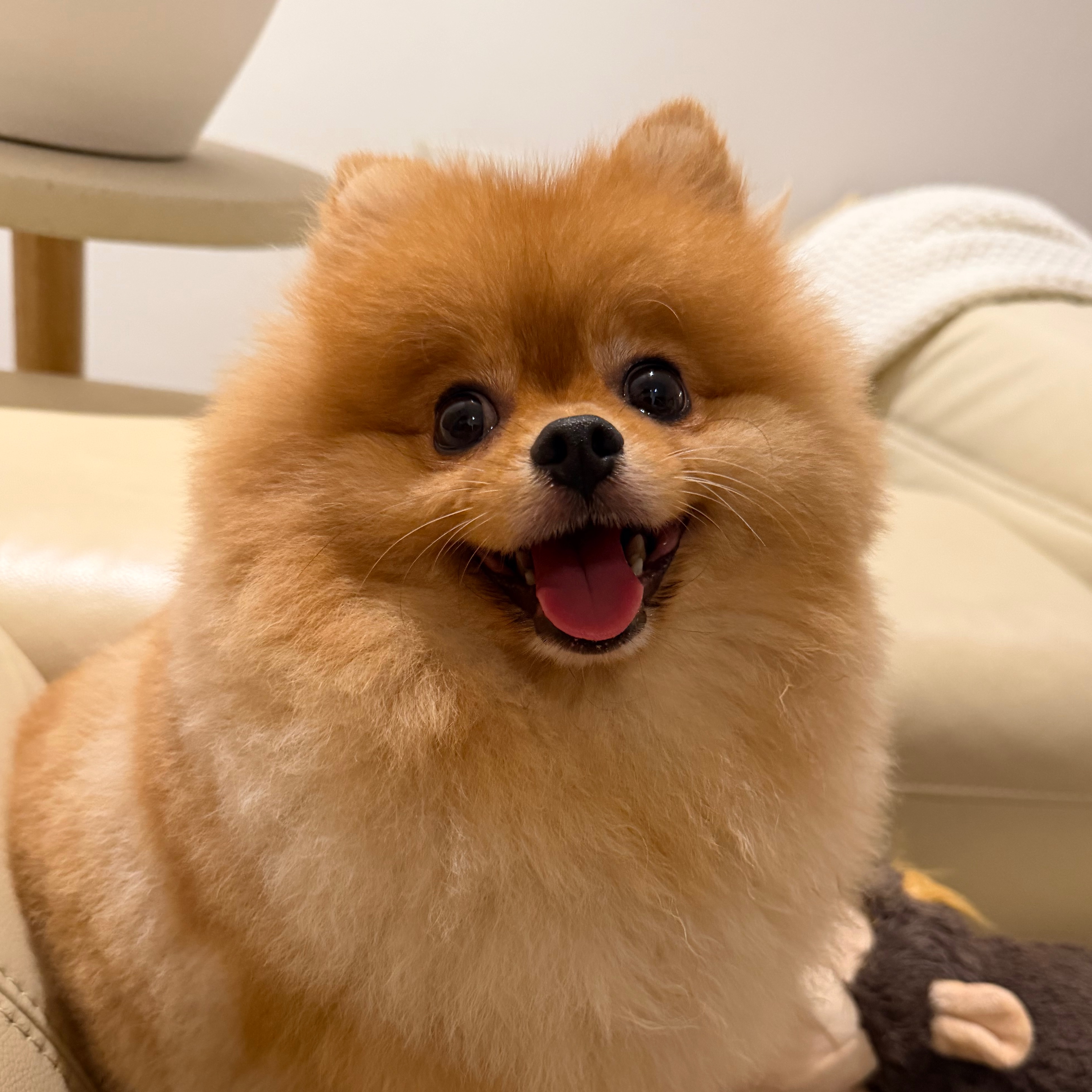 Maro