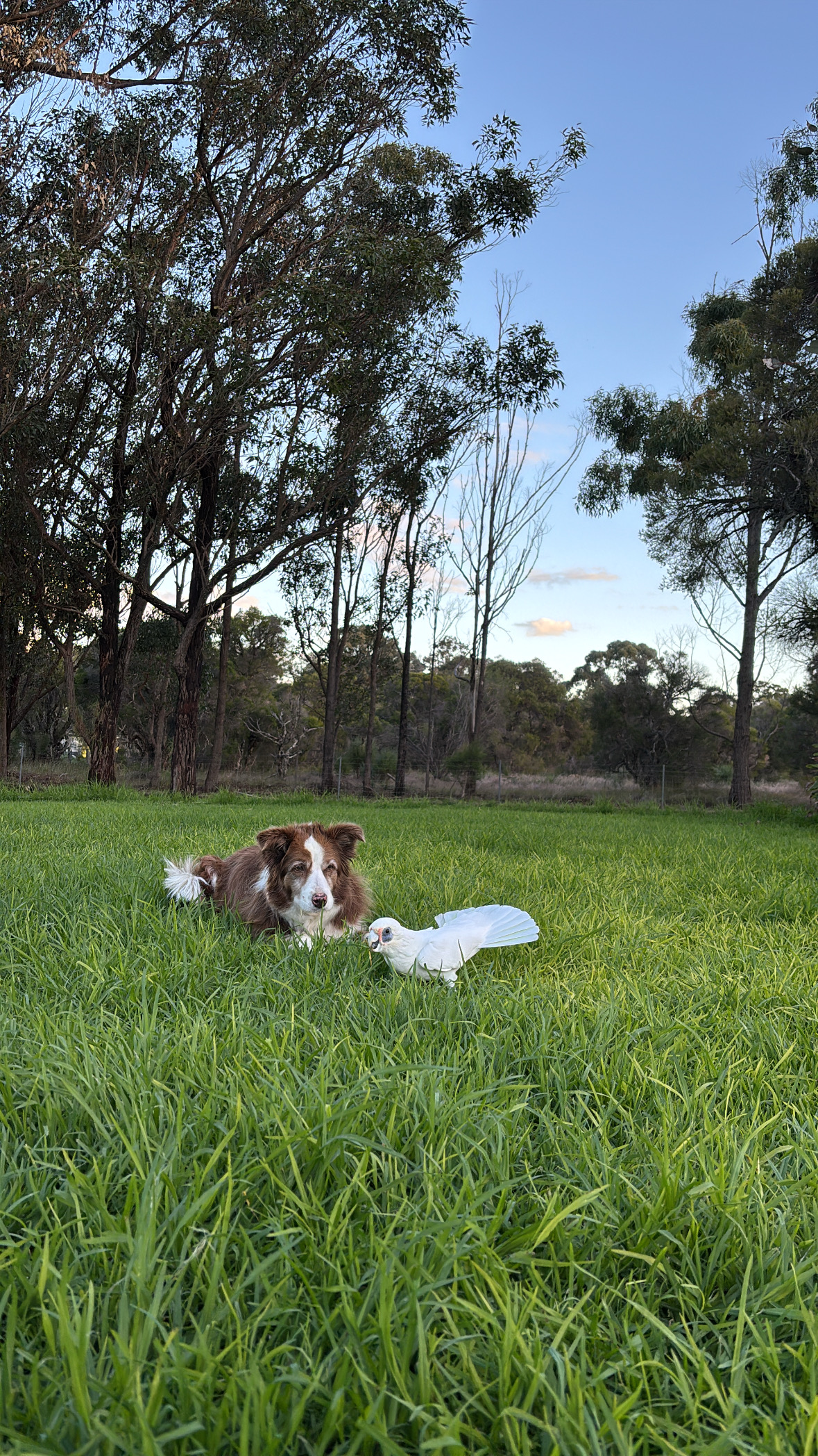 image-0