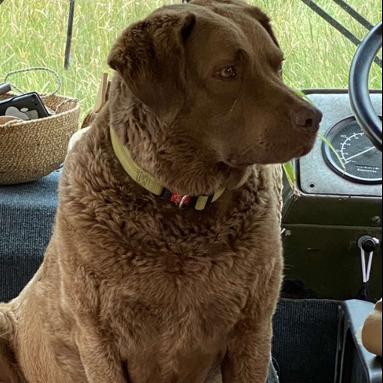 Hazel 