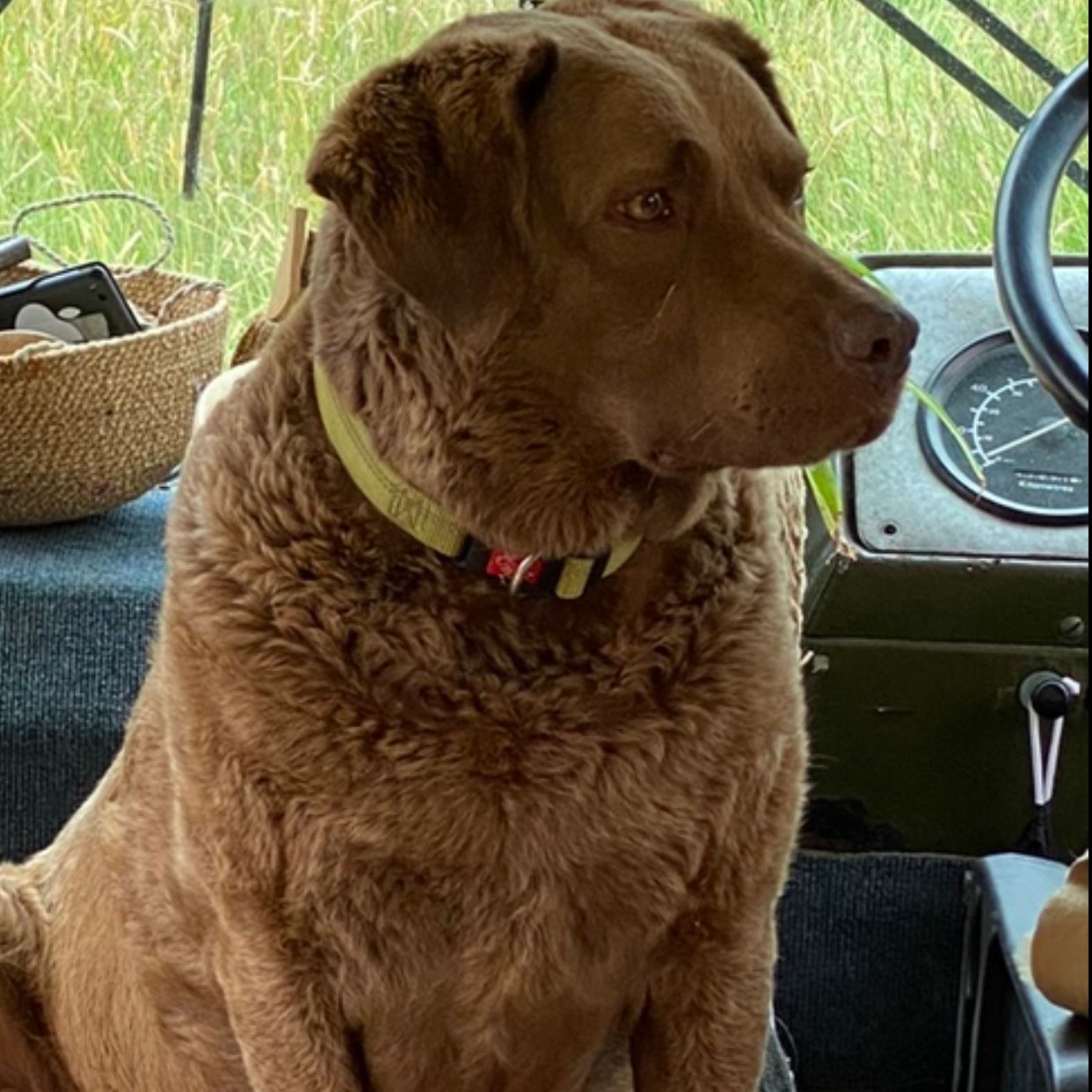 Hazel