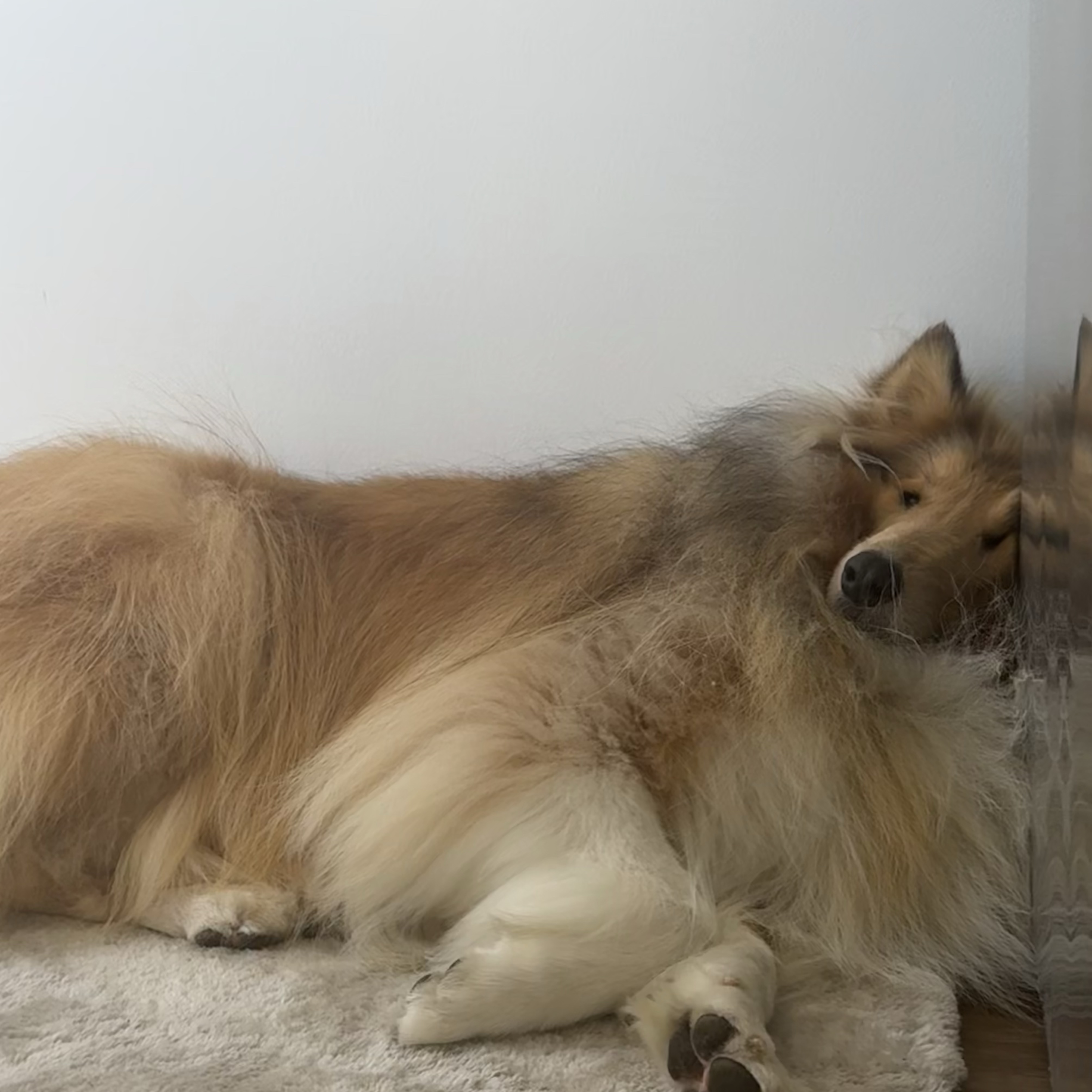 Rosie
