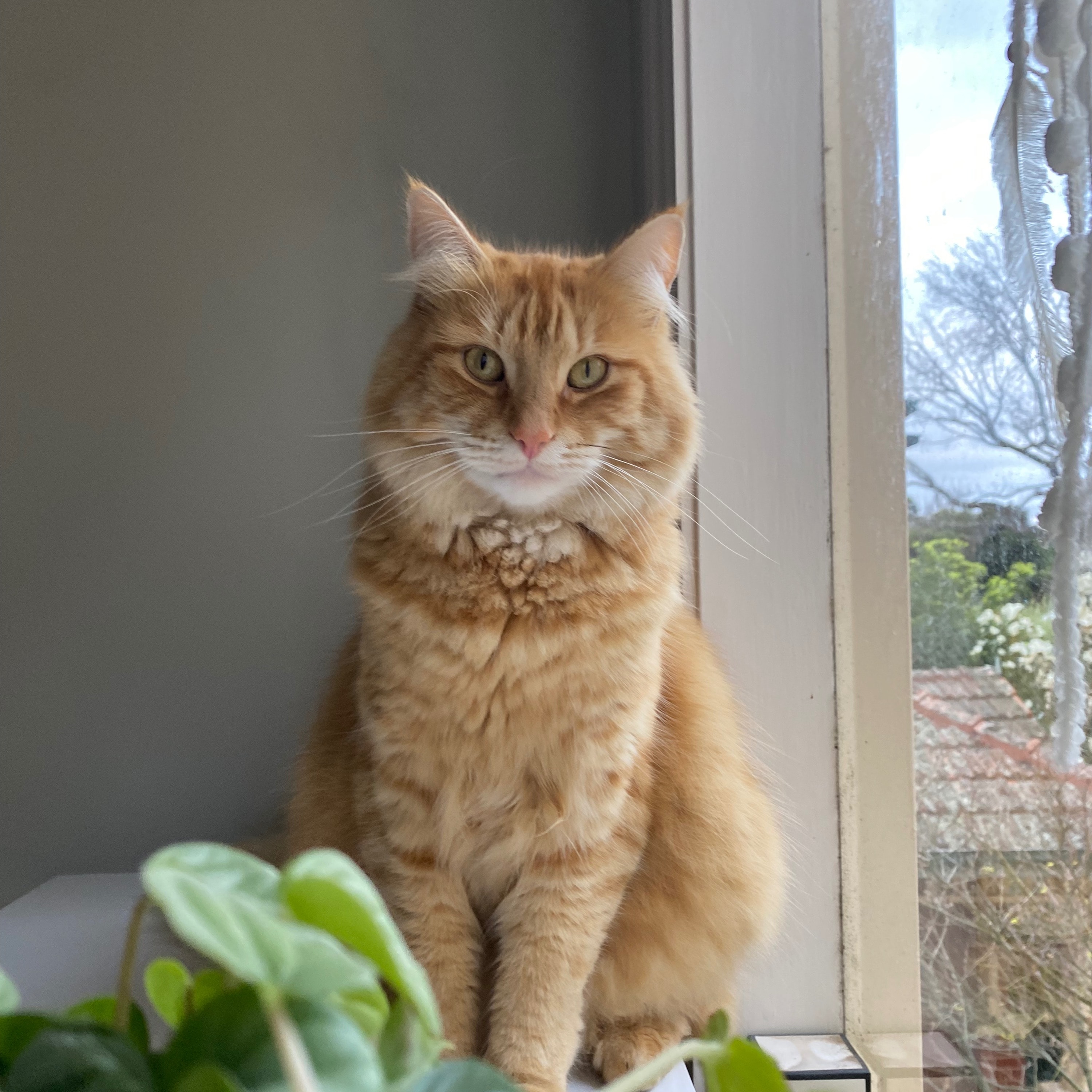 Oliver (meow meow)