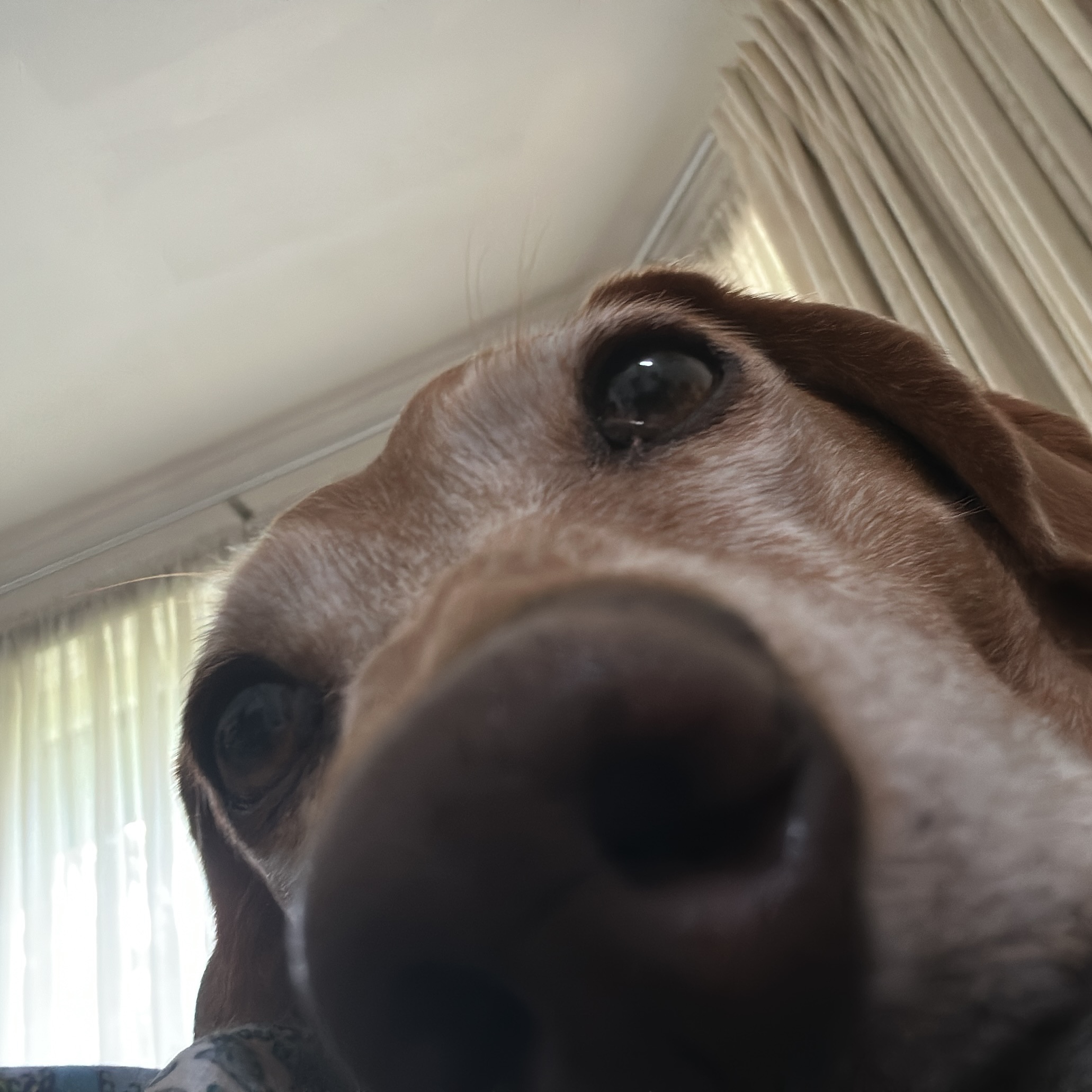 Reggie 