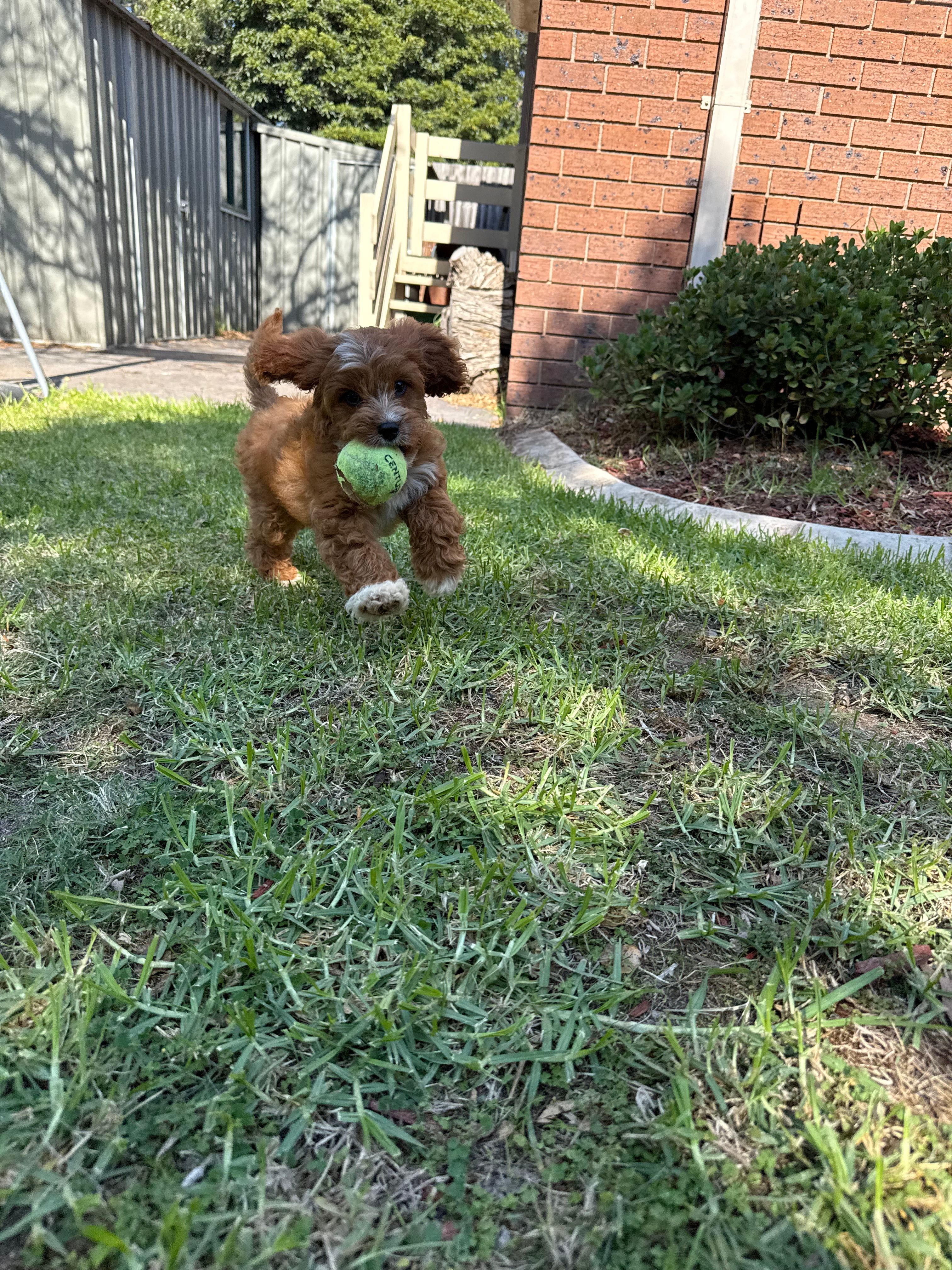 image-6