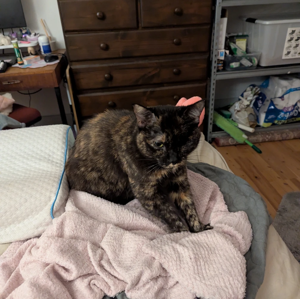 Nova