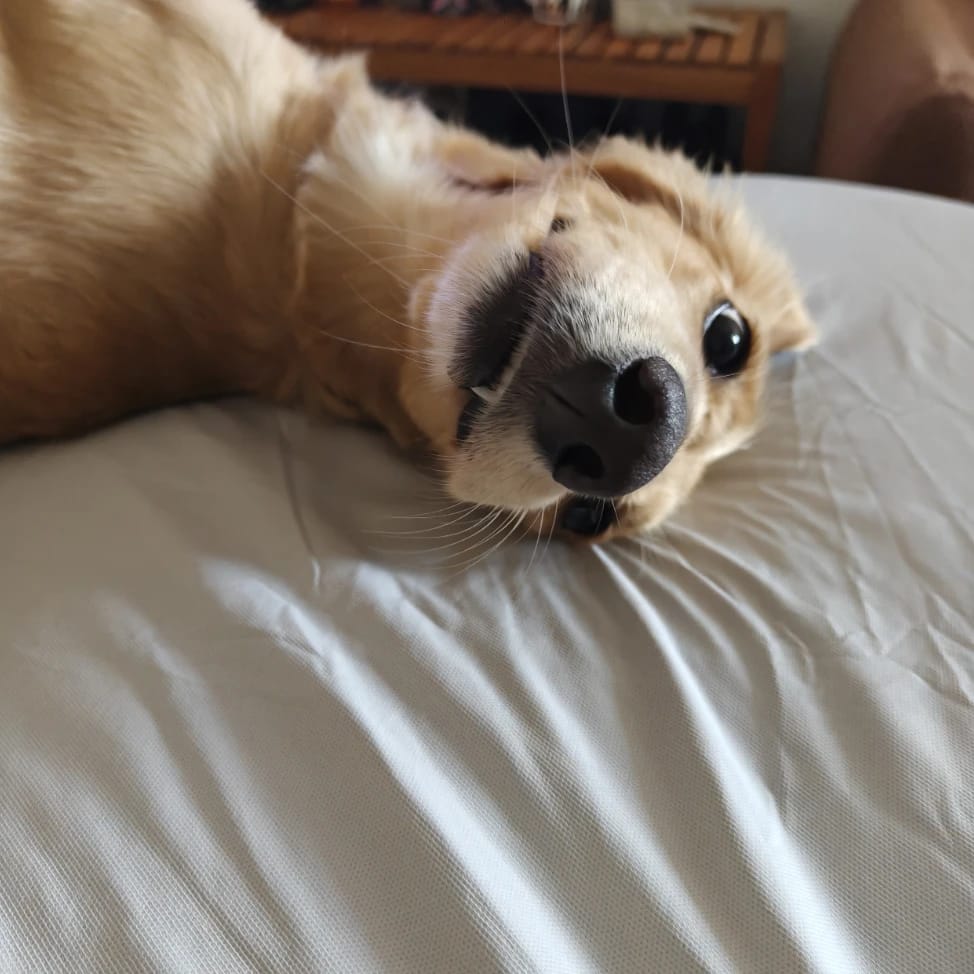 Biscuit