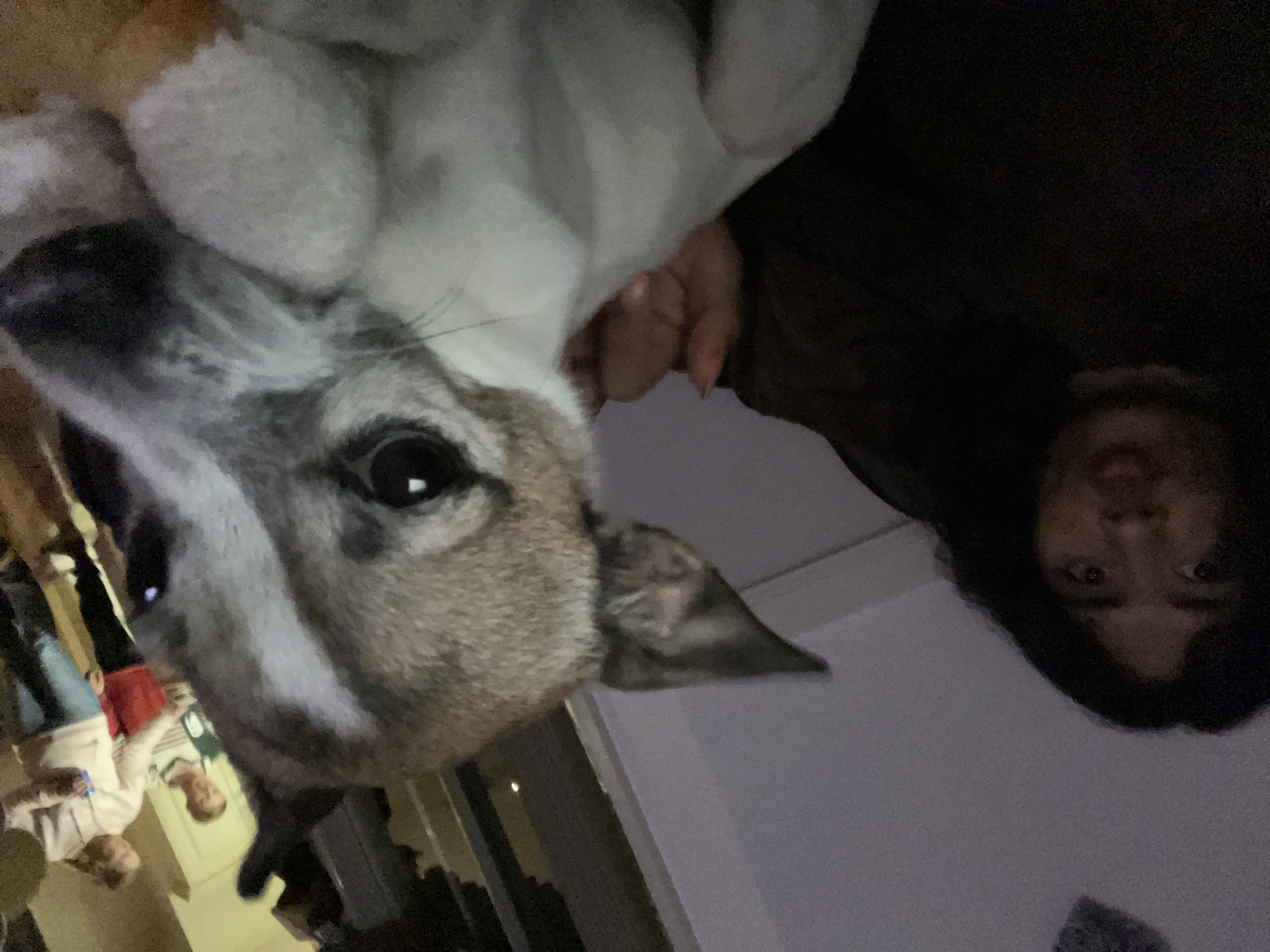 image-4