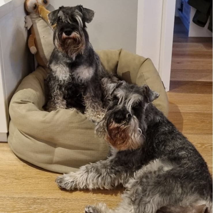Loki & Tori