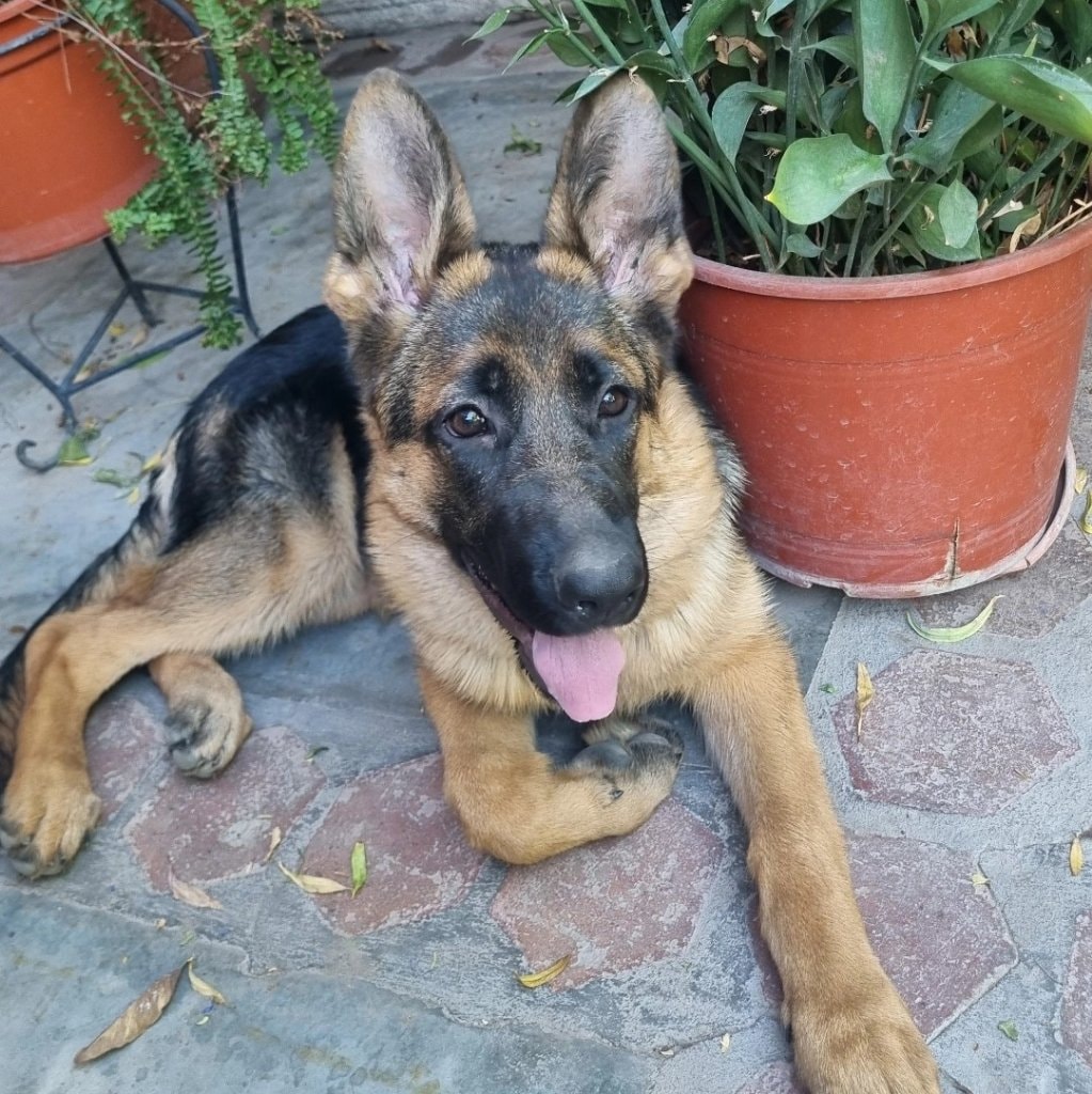 Kala