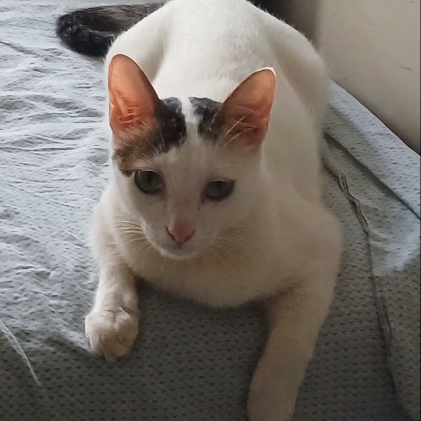 Casper