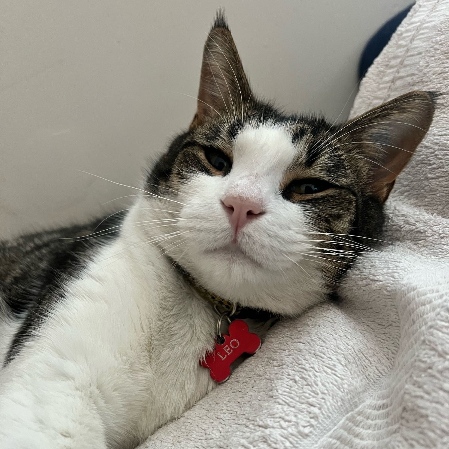 Leo