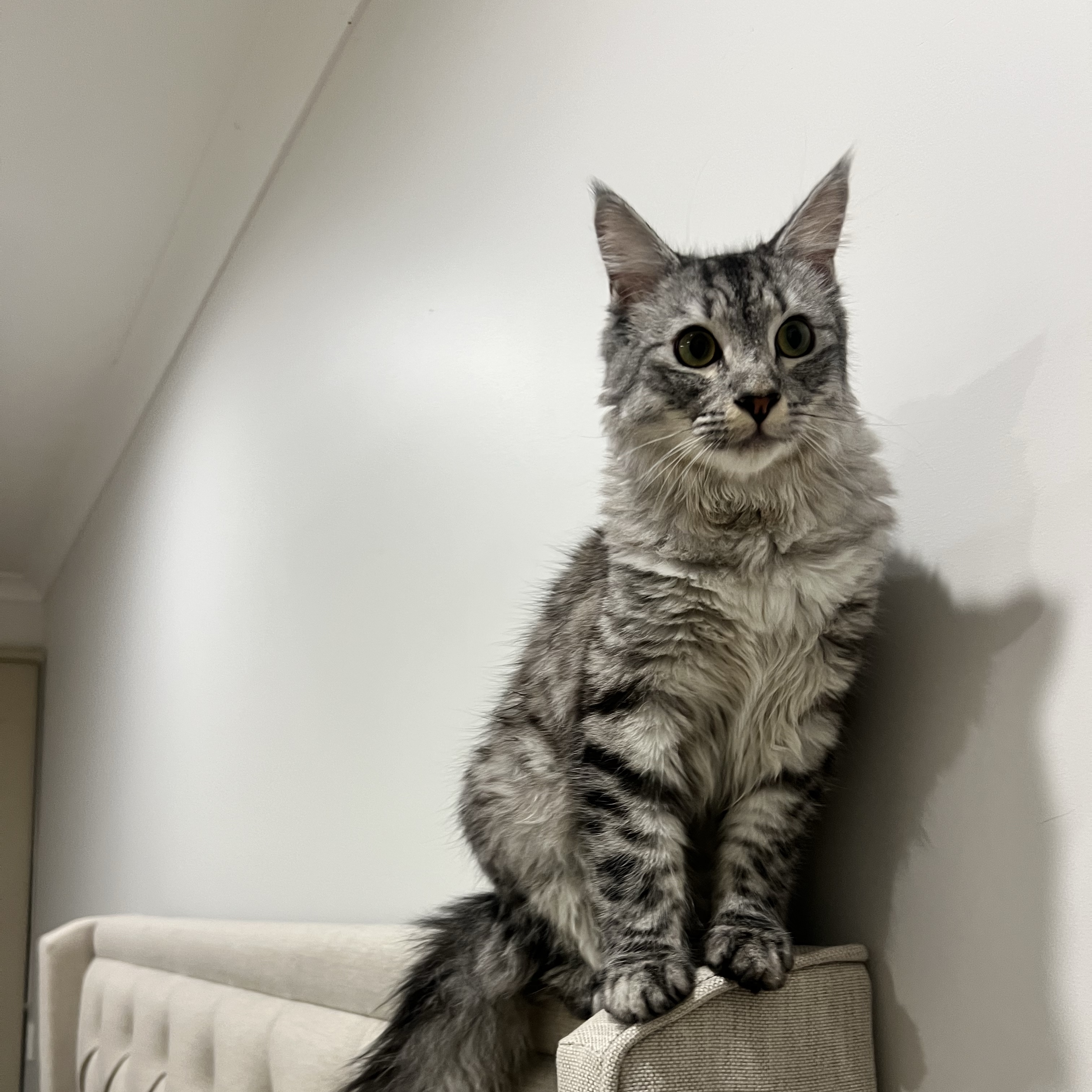 Louie