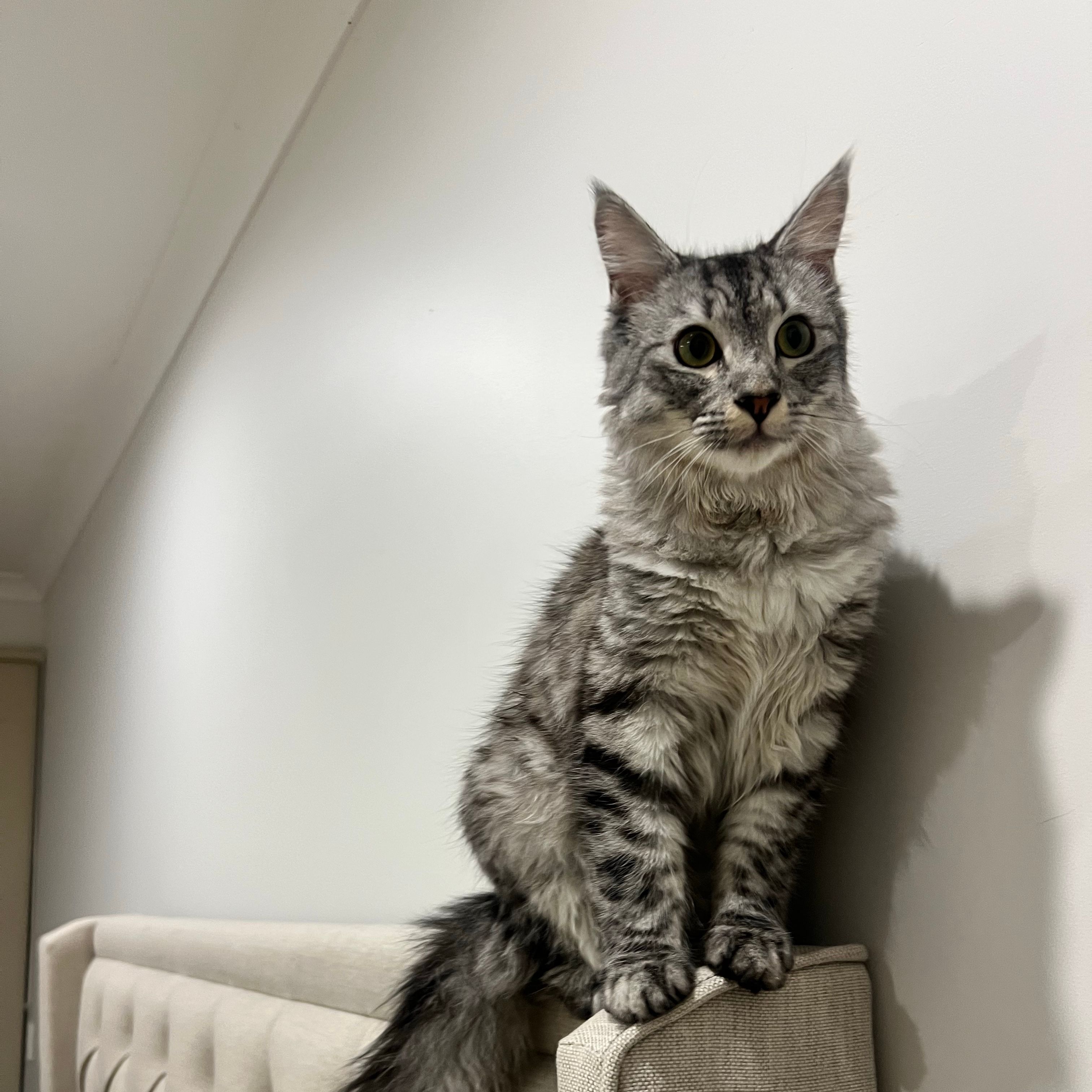 Louie