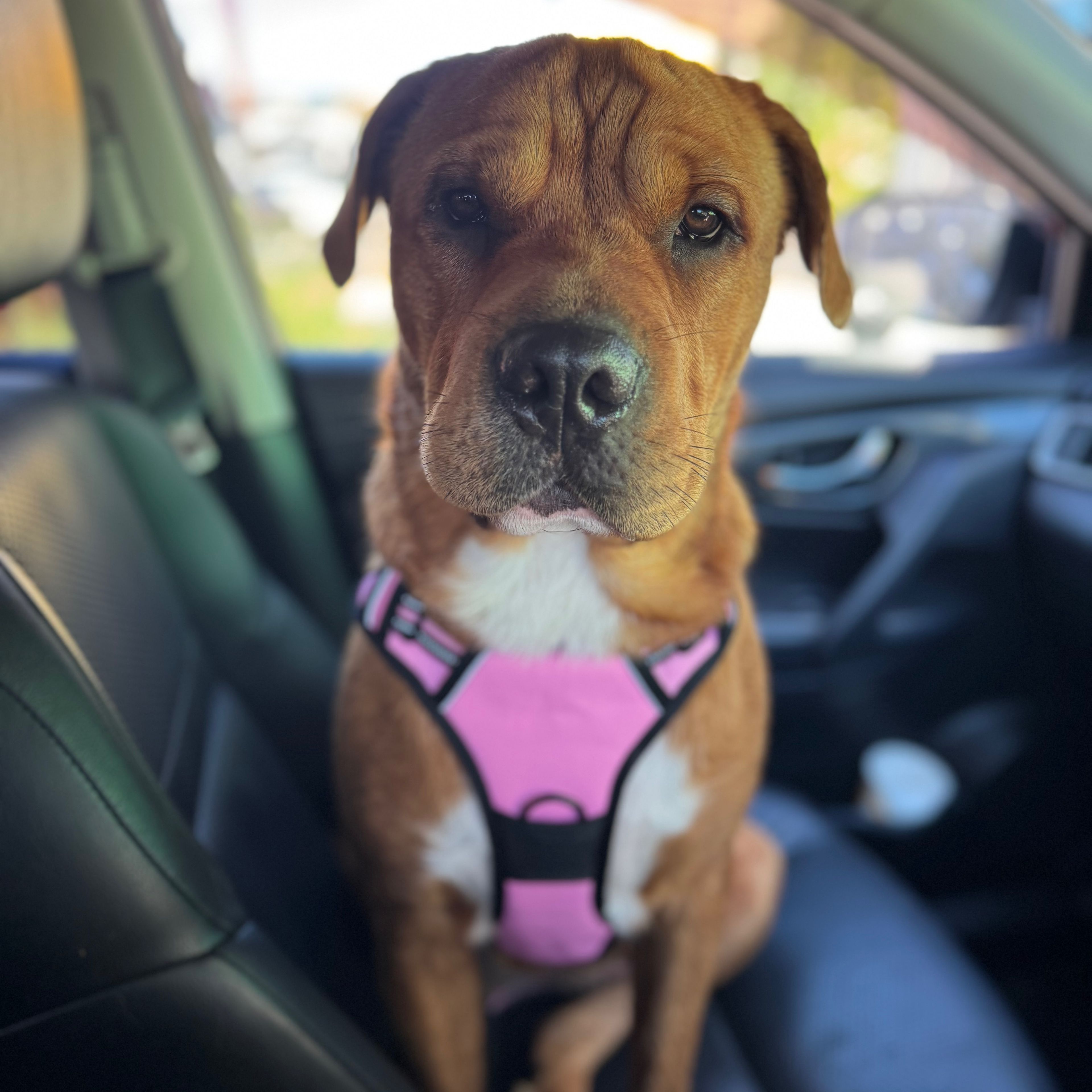 Bailey
