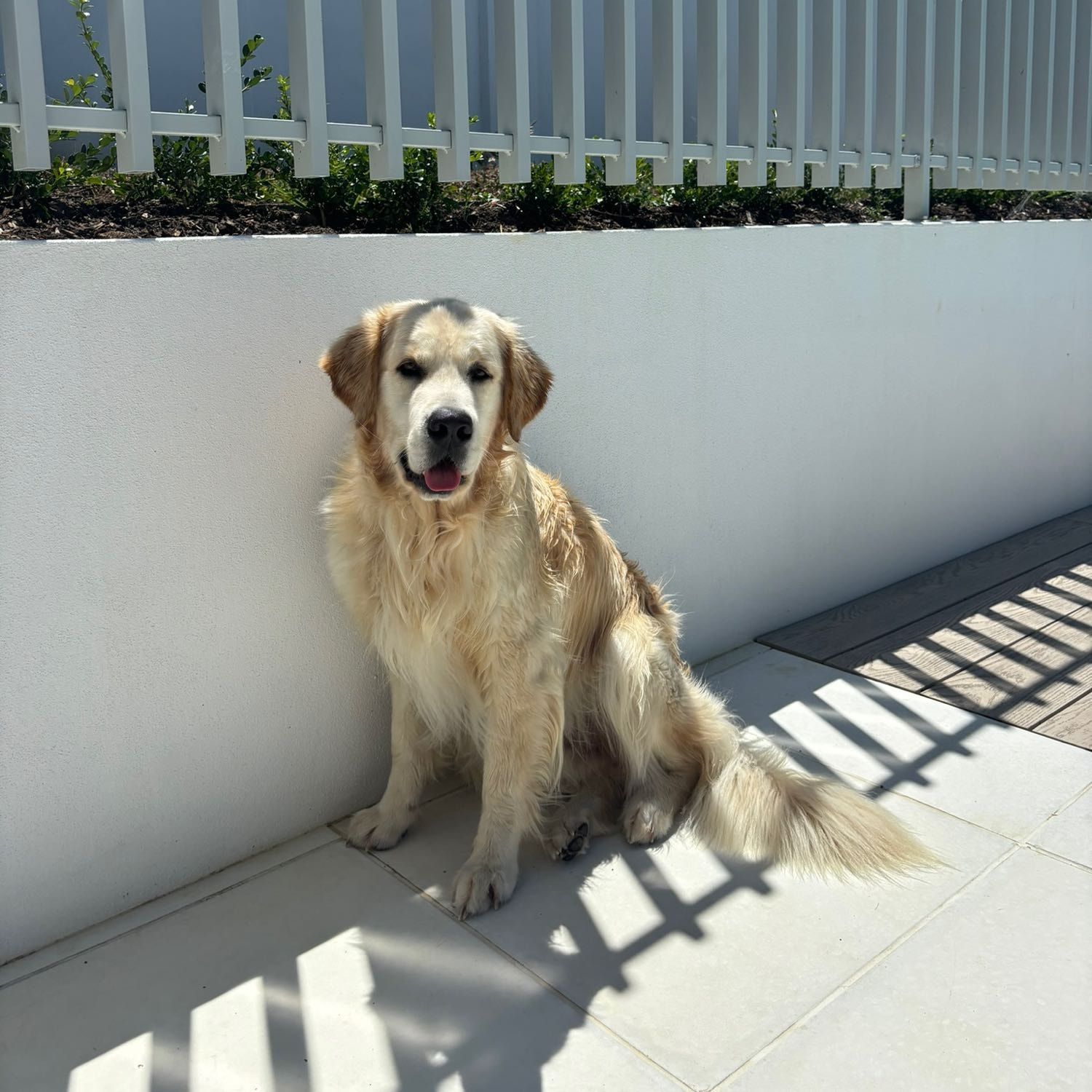 Koda