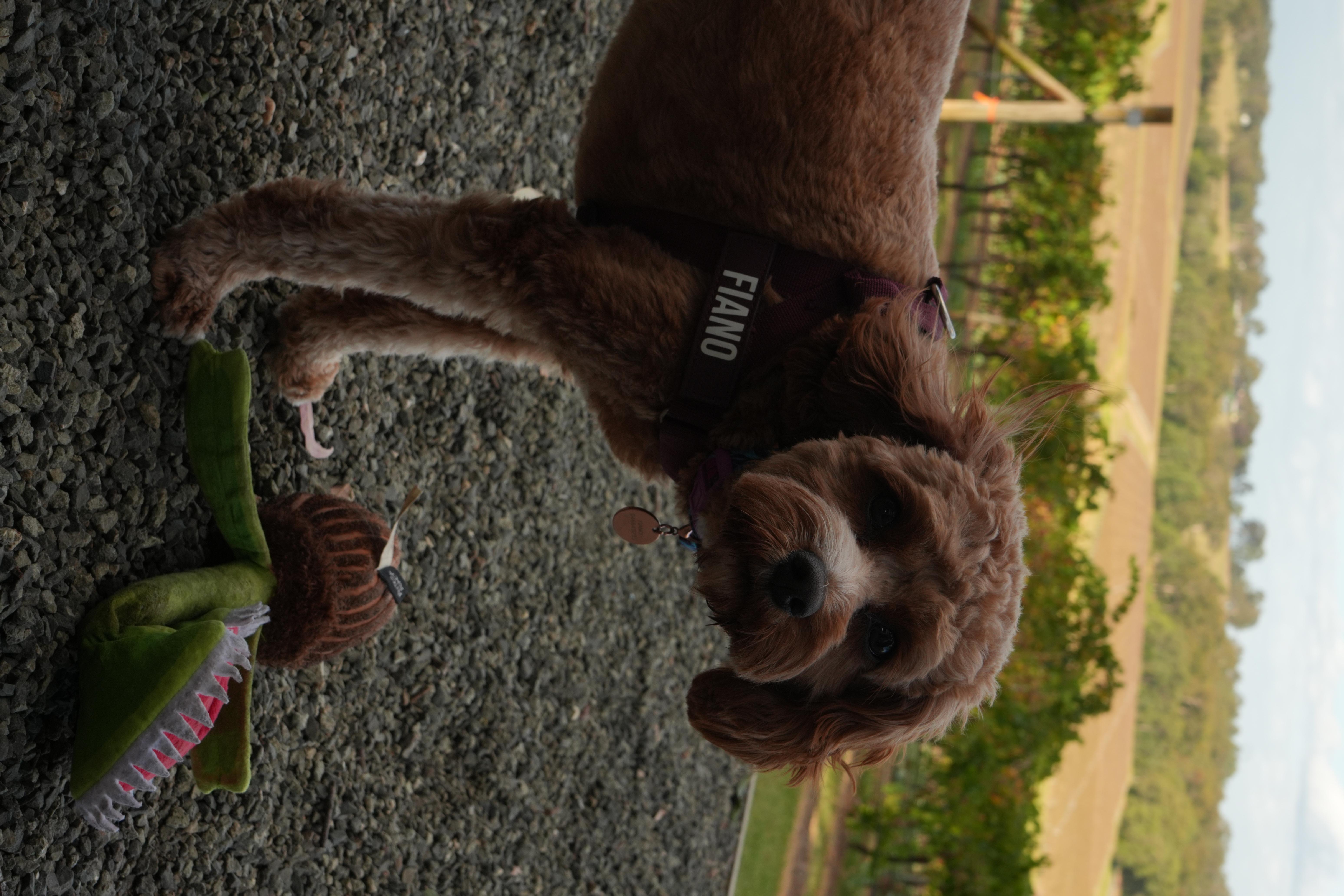 image-7