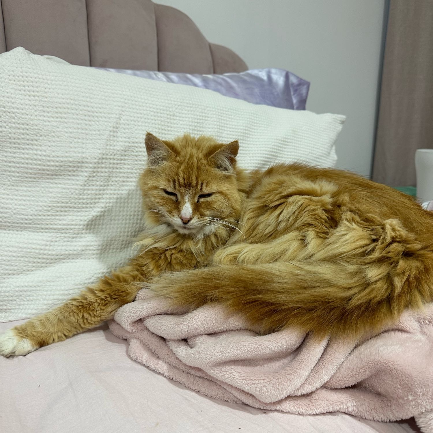 fluffy 