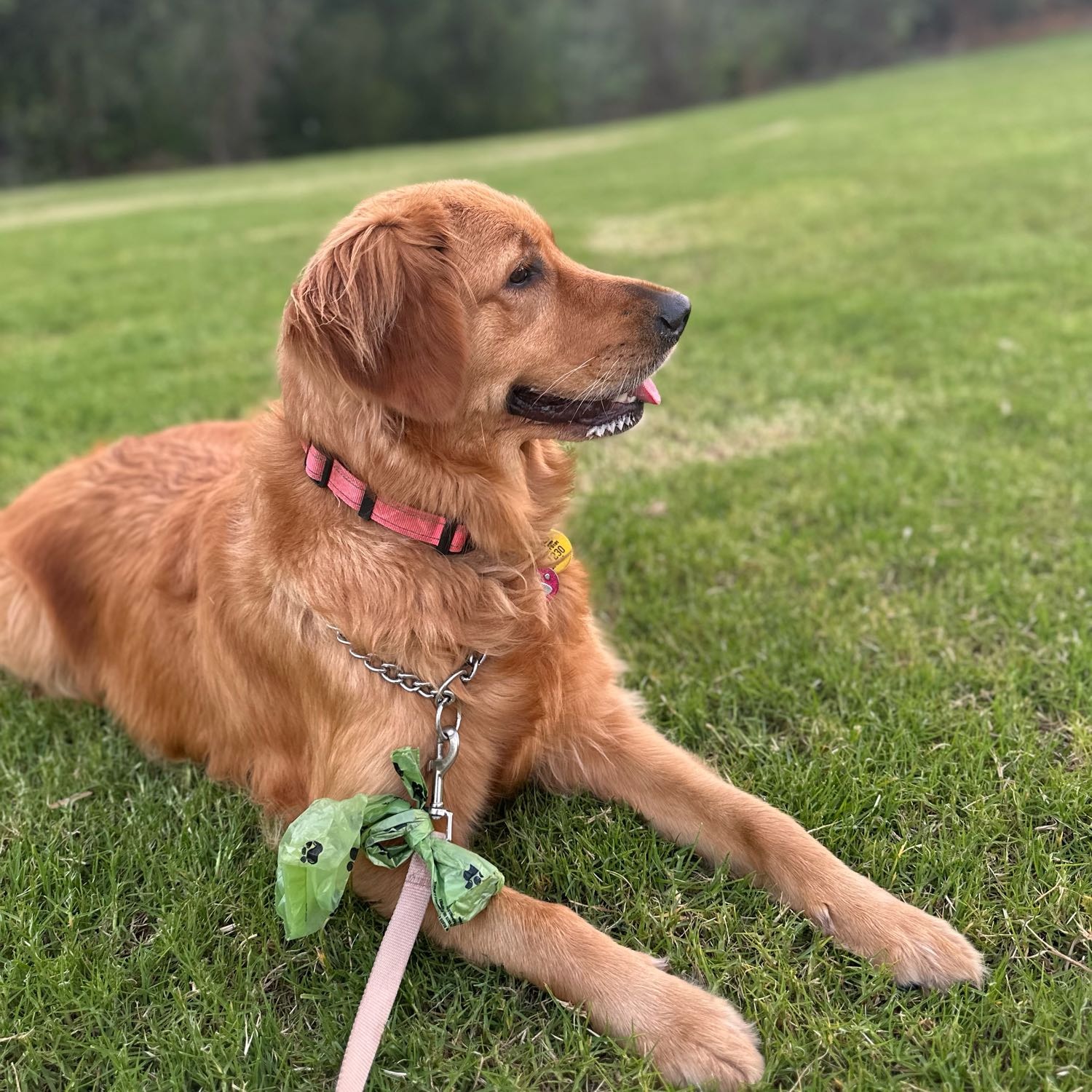 Rosie 