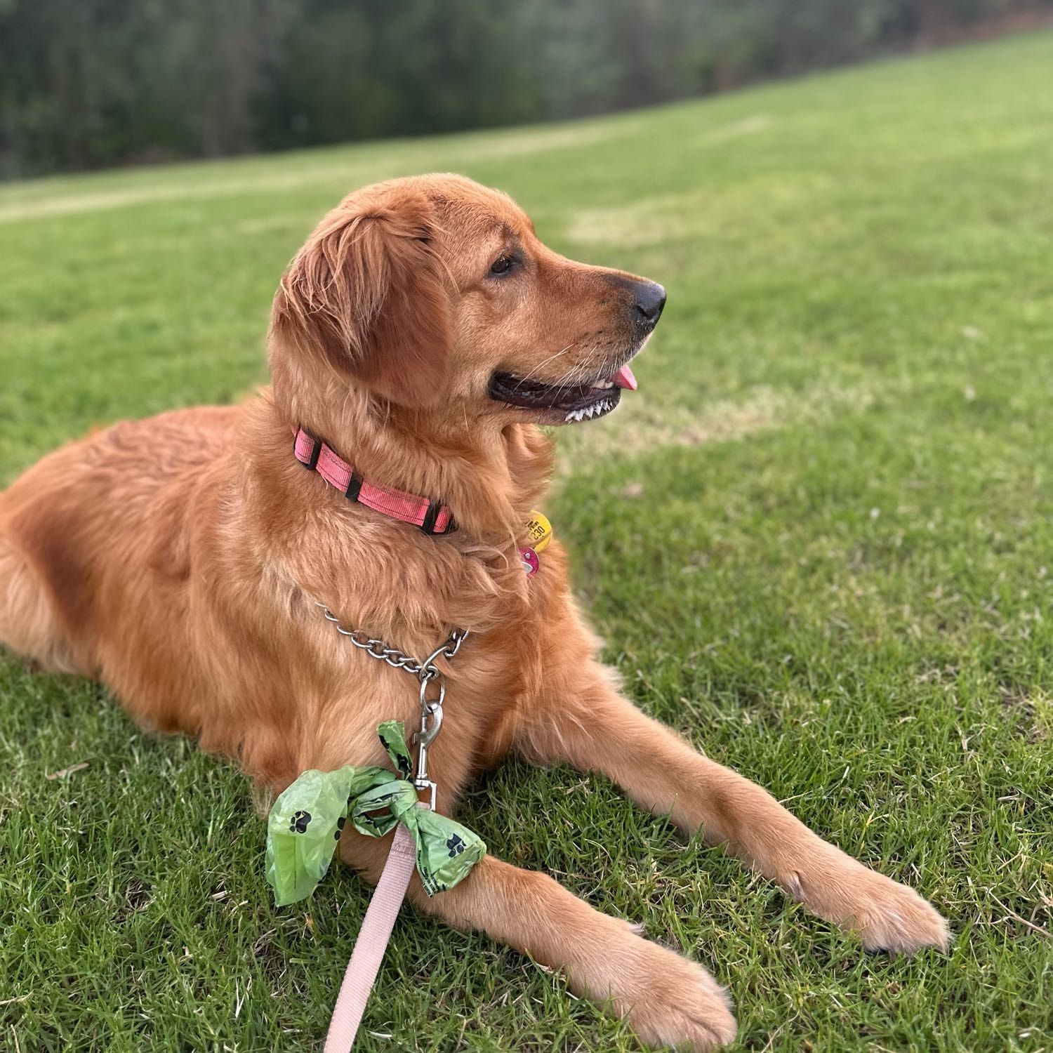 Rosie