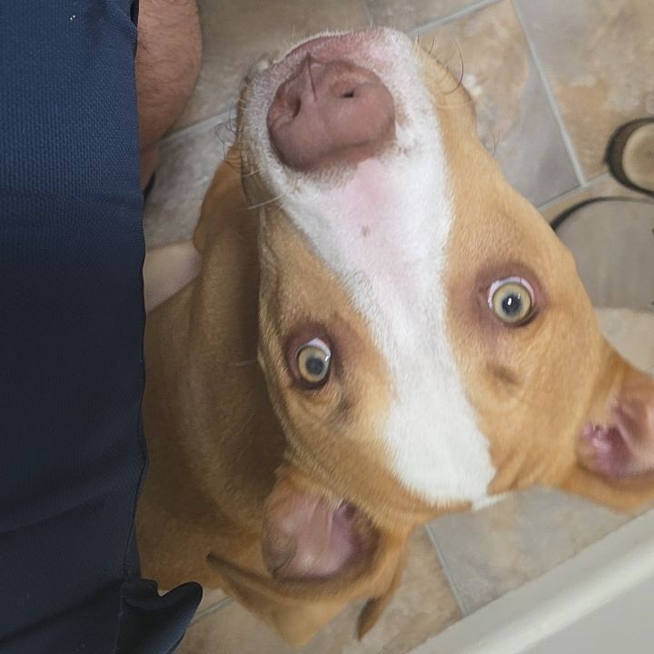 Zeus
