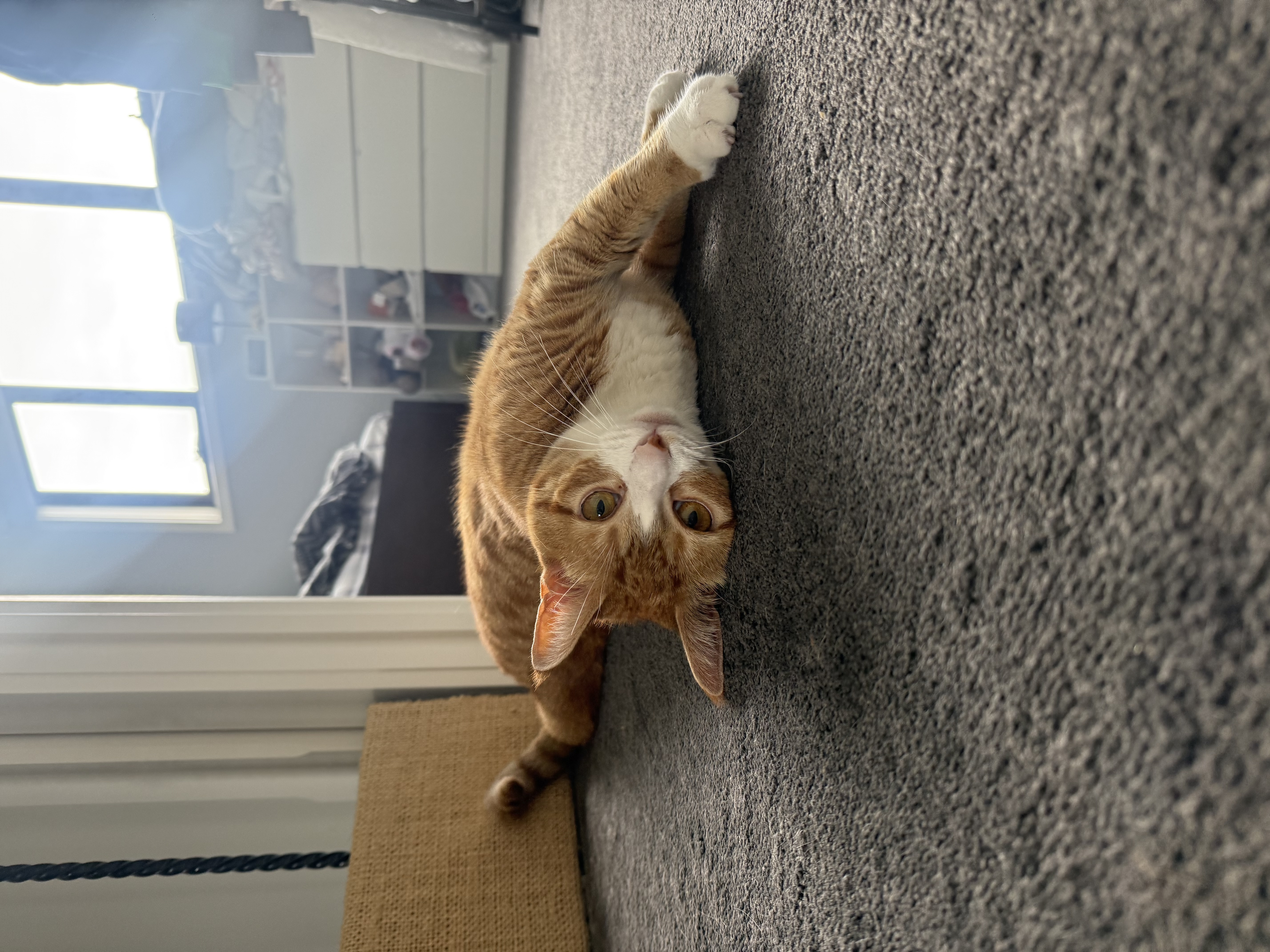 image-6
