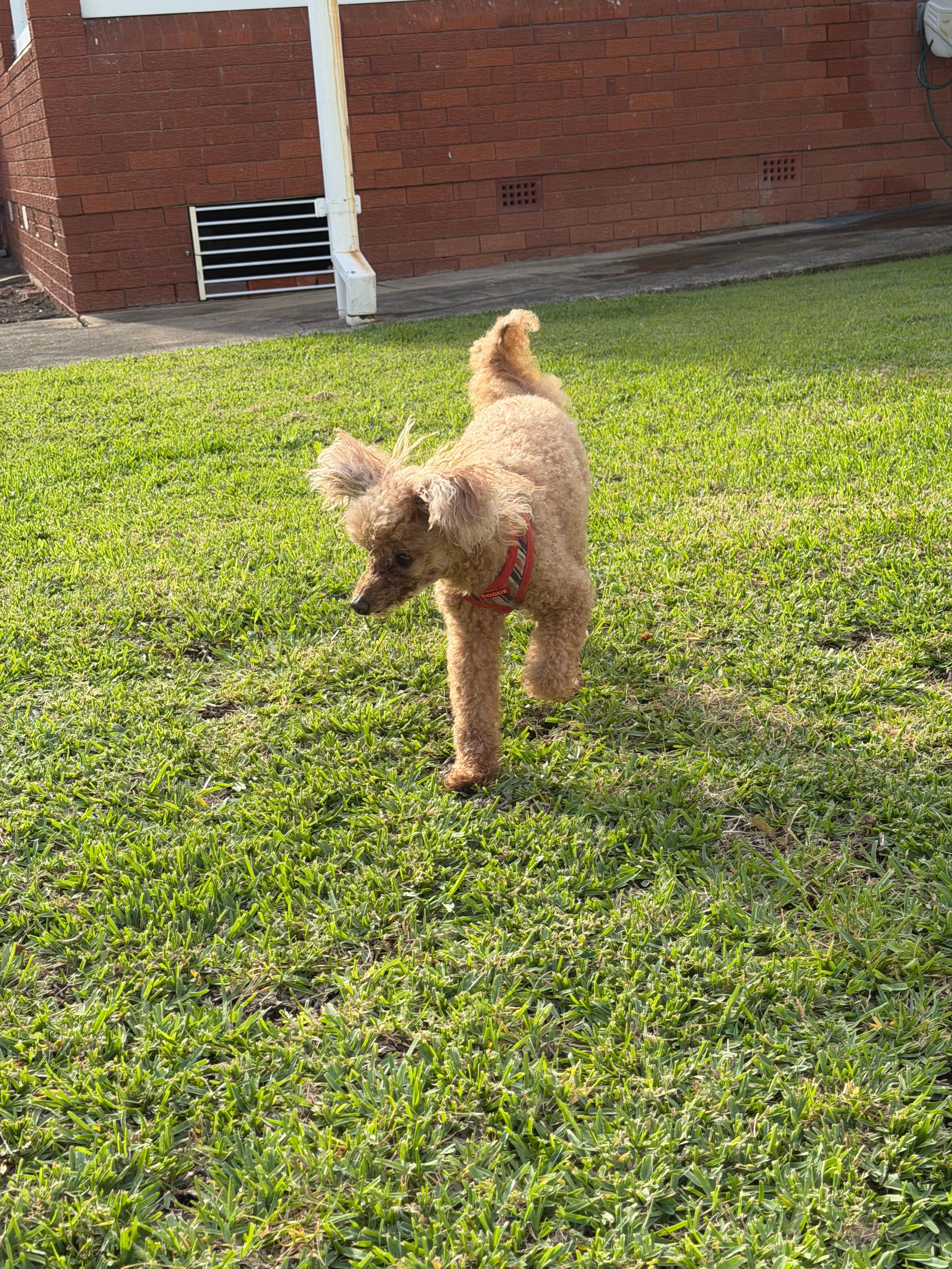 image-4