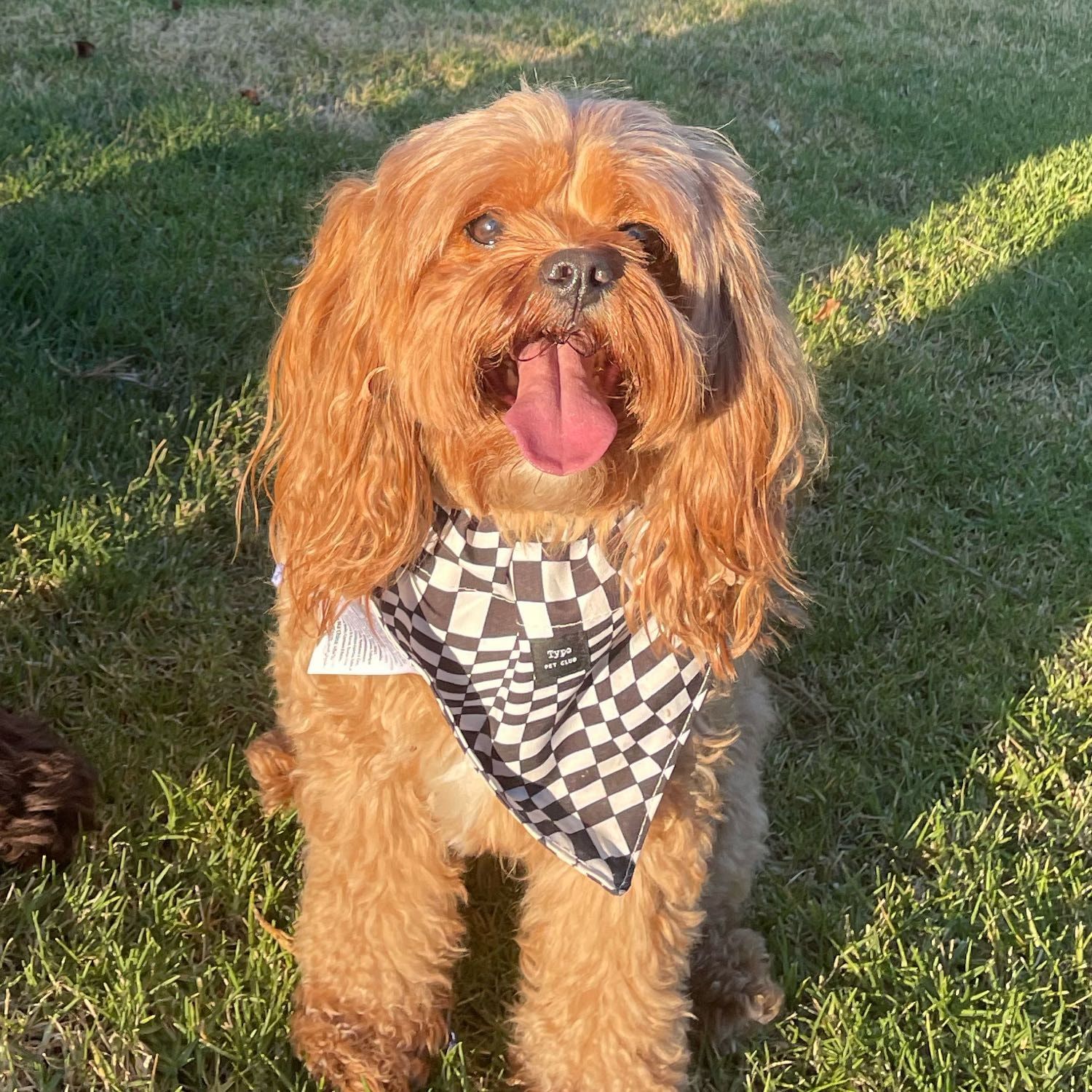 Lucy