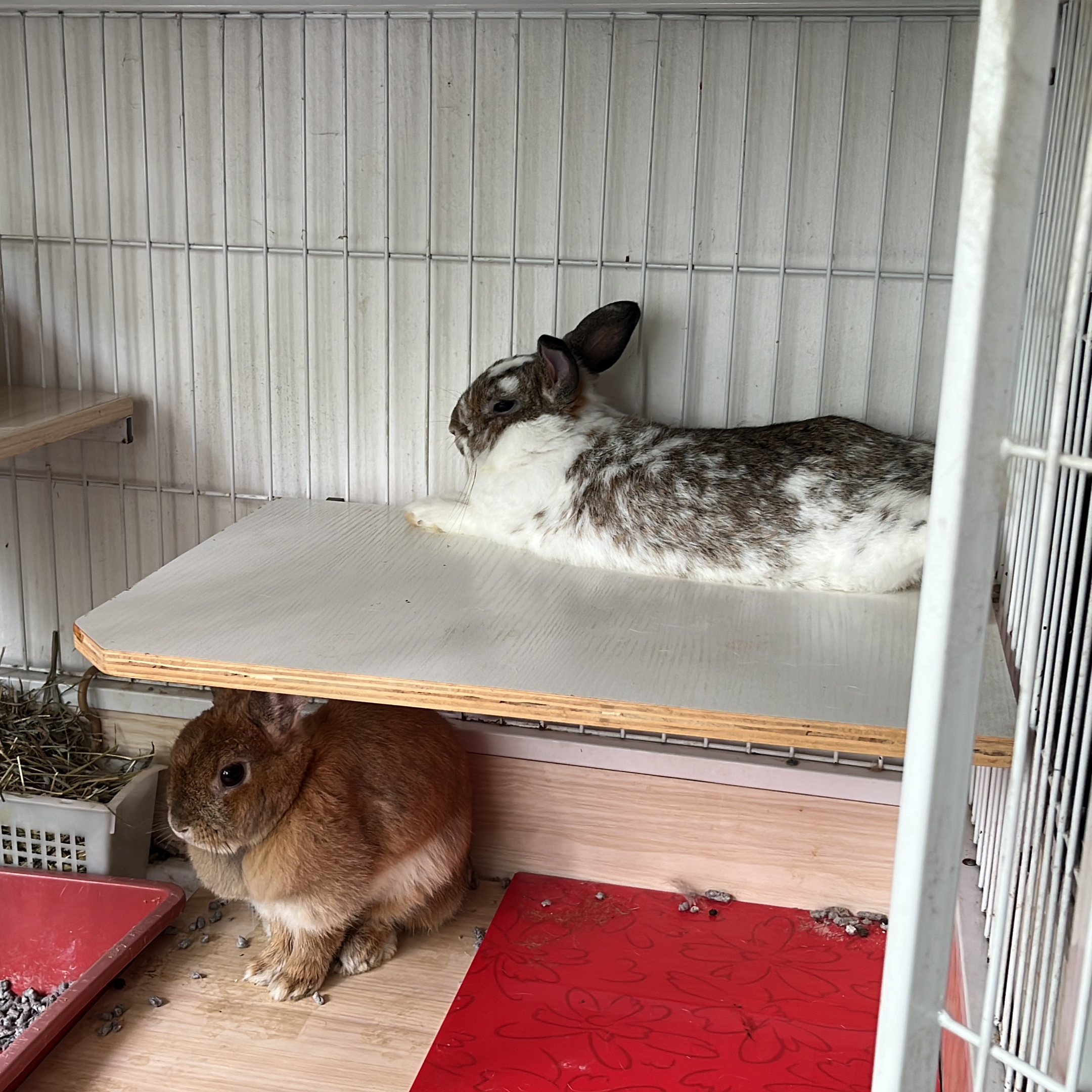 Popcorn, chocolate, oreo , Vanilla & Goji