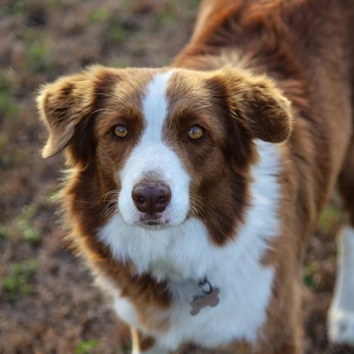 Skye
