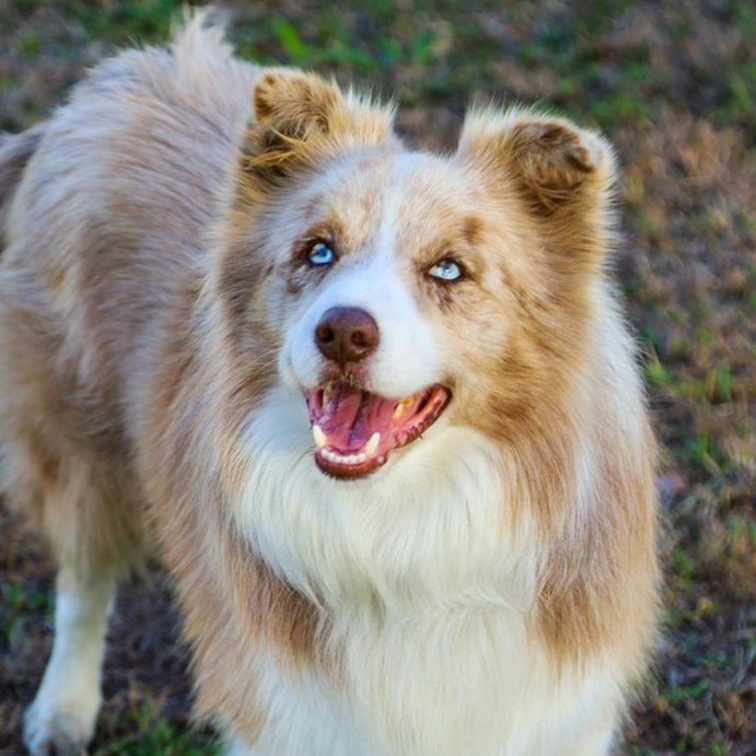 Banjo