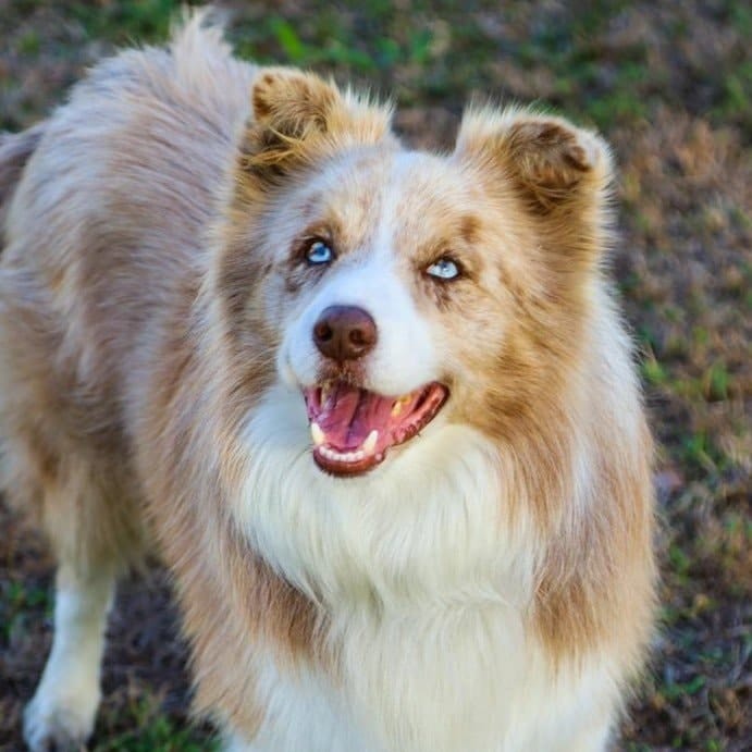 Banjo