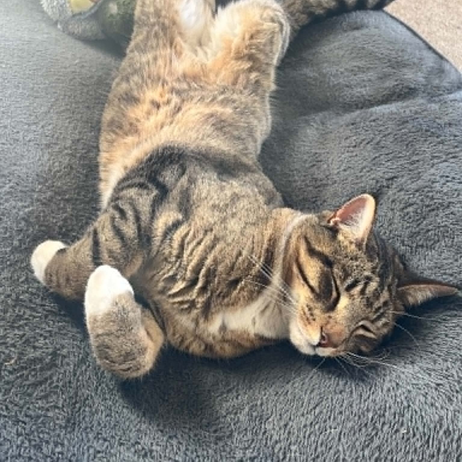 Norbert (Berty)