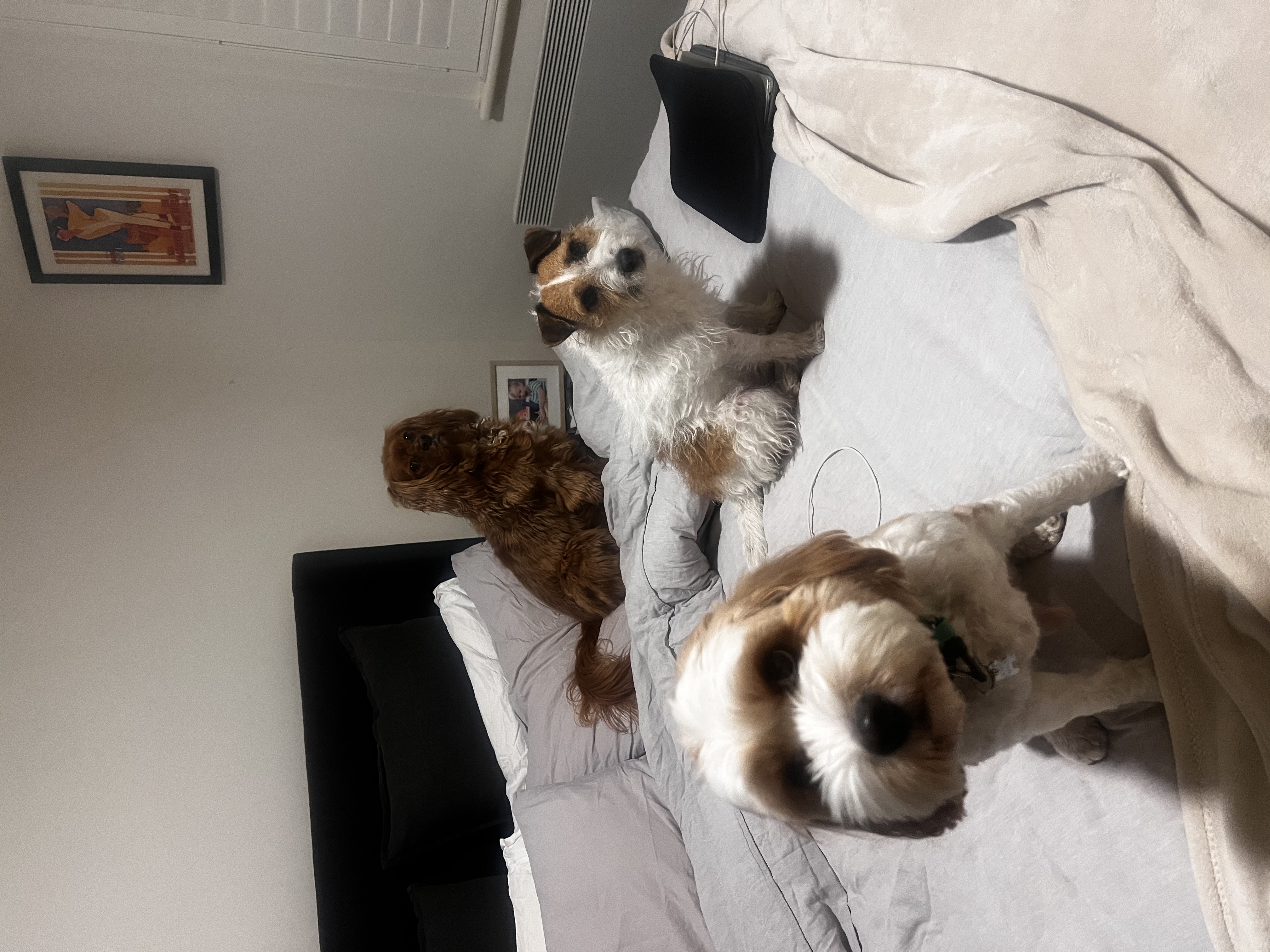 image-16