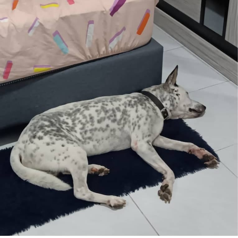 Spot