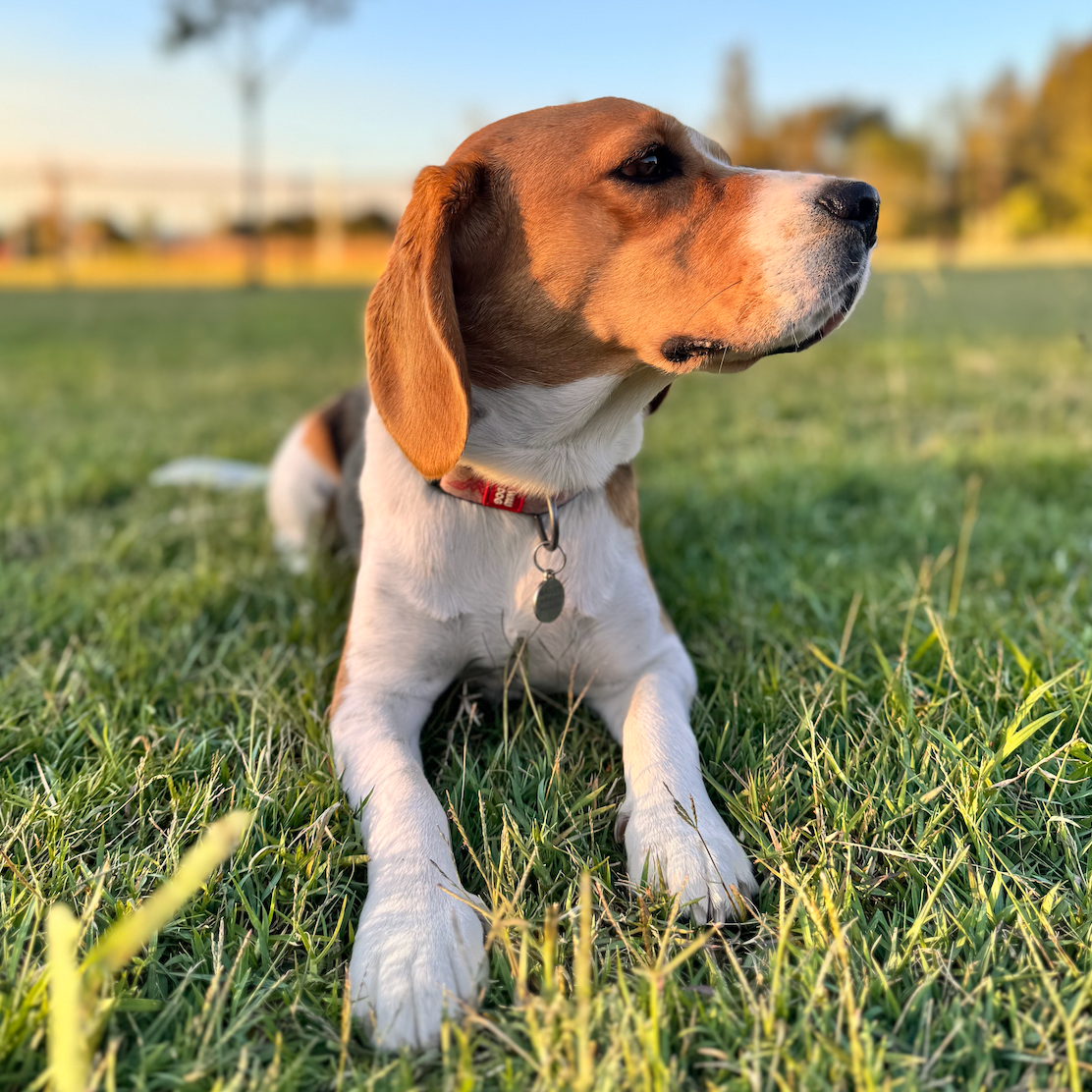 Bailey